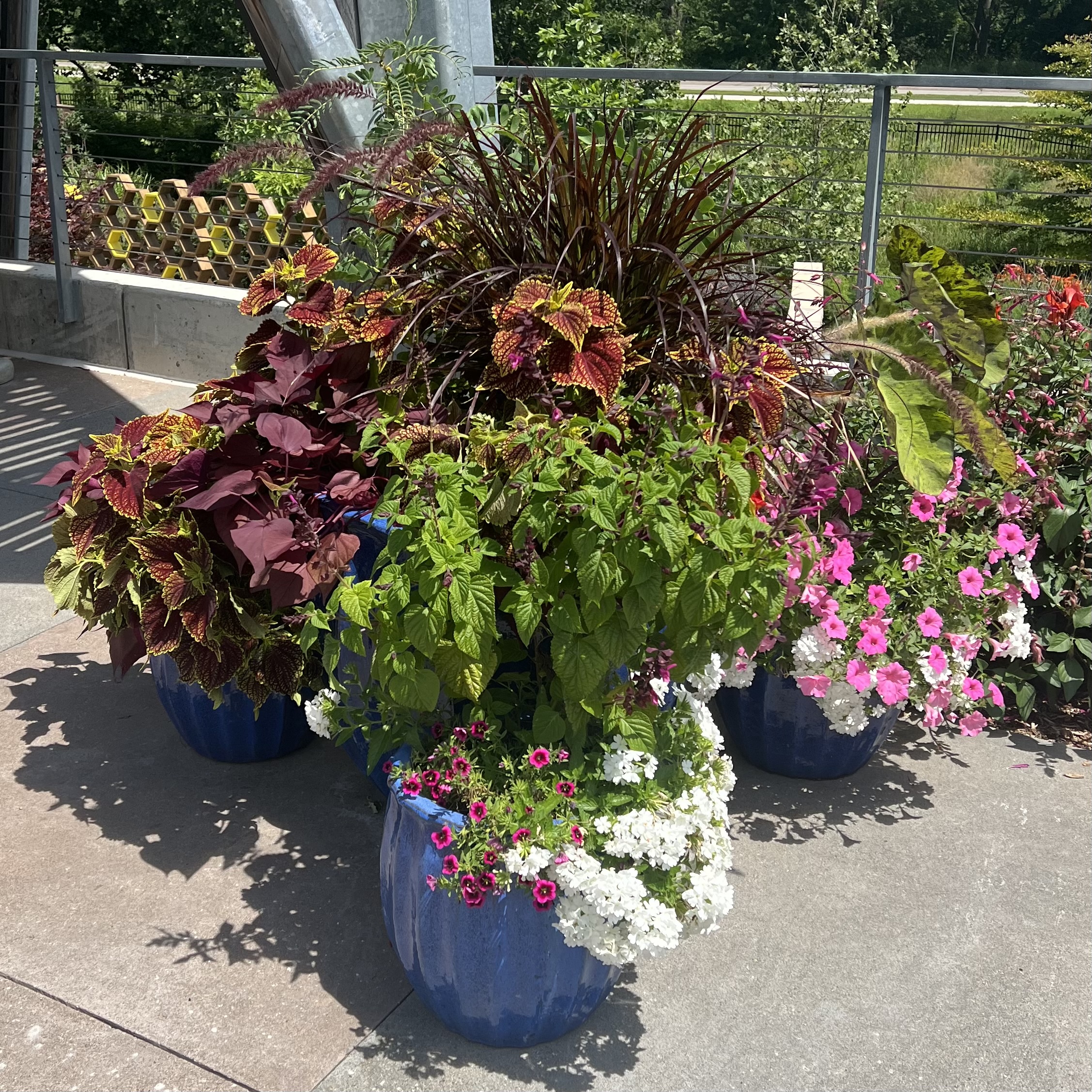3 groupings of blue containers with a vast range of colorful flowers and vibrant/interesting foliage