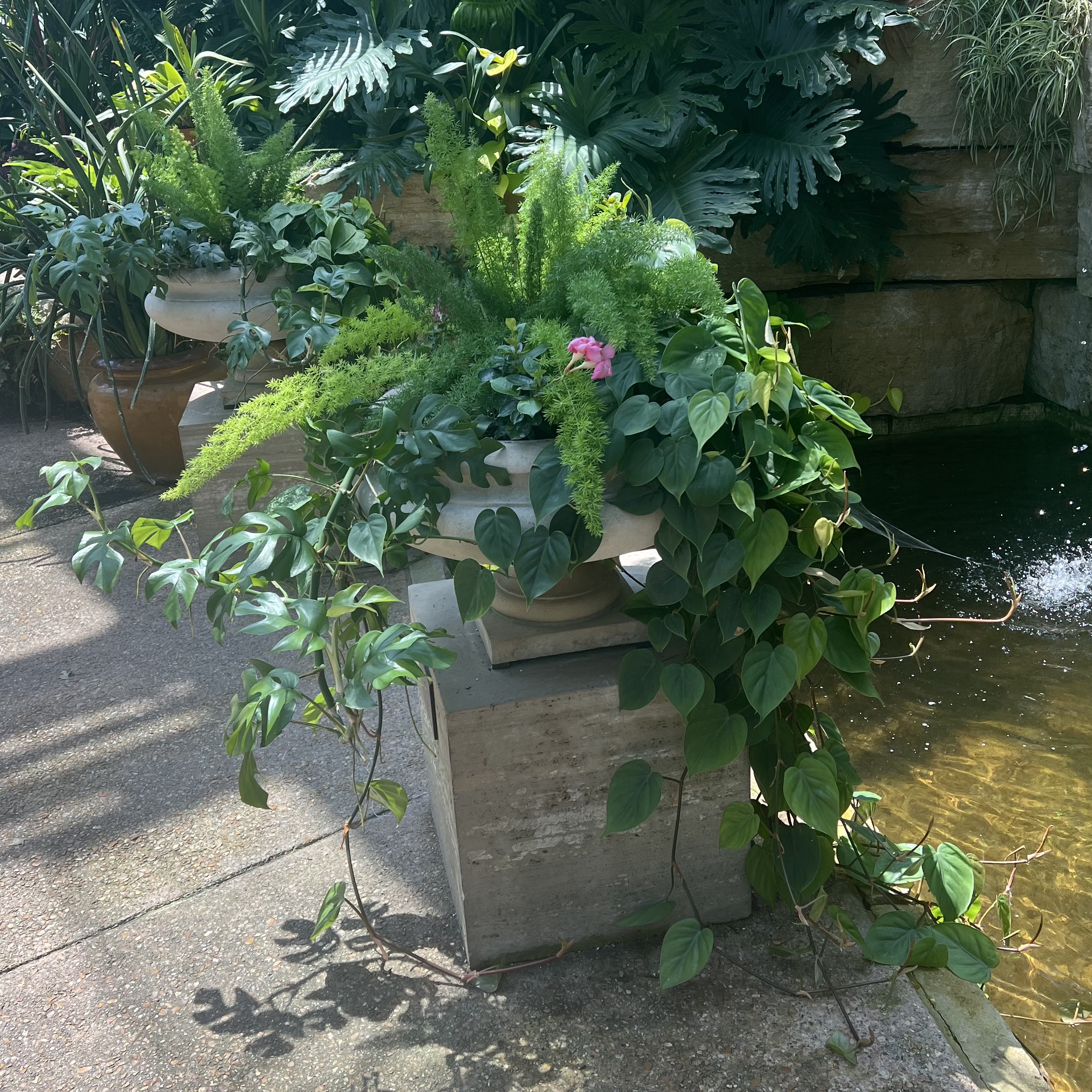Stone containers with trailing, green foliage and pink flowers