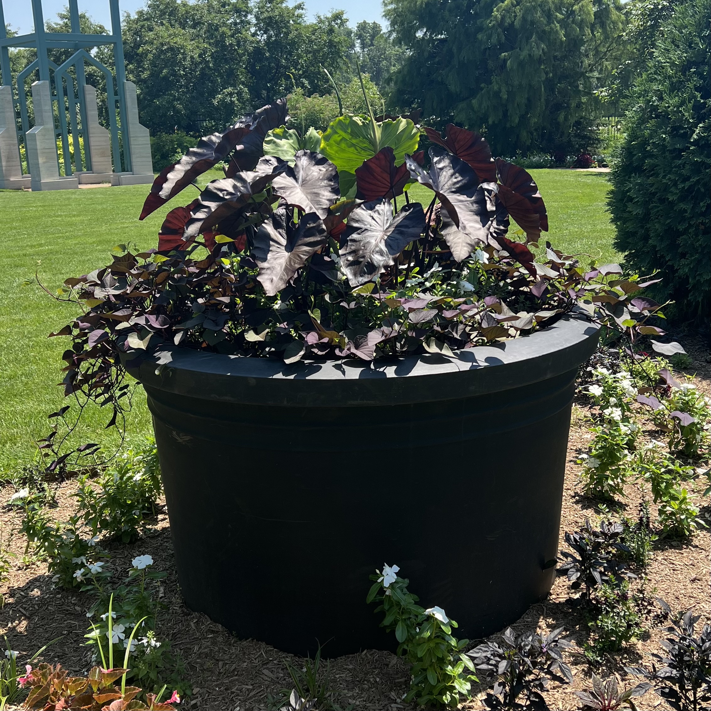 A very large container with green and black foliage and black and white flowers