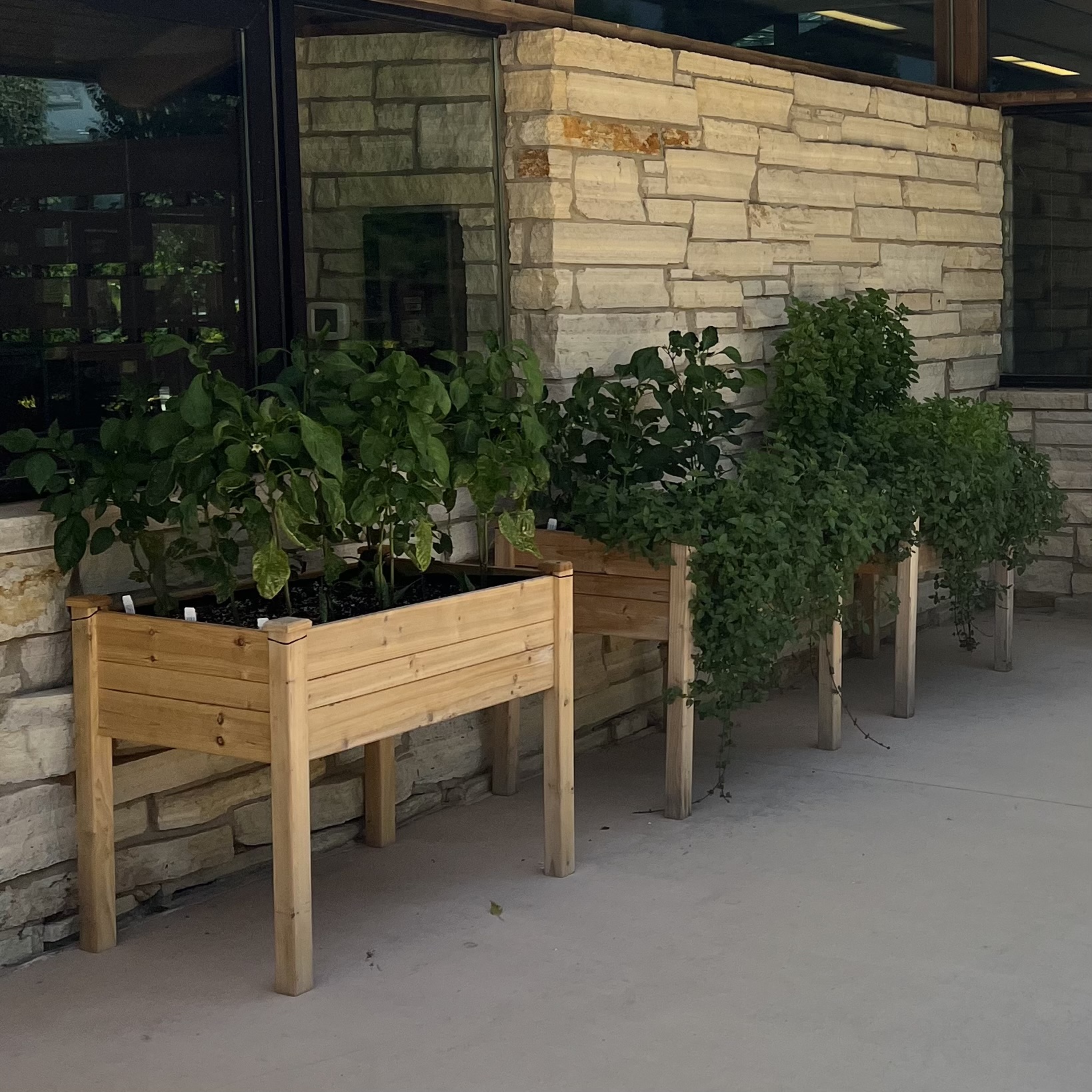 5 raised wooden planters with vegetables growing inside
