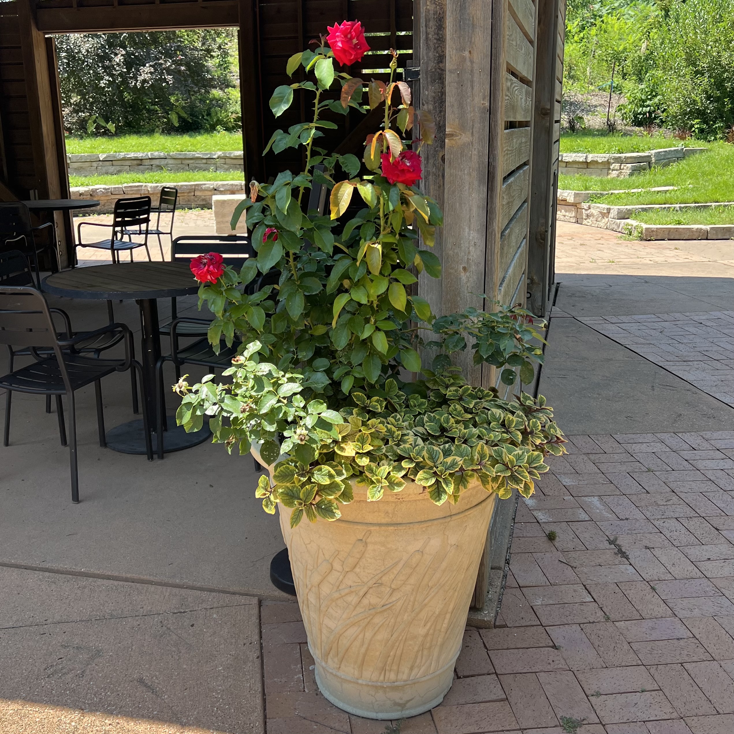 A stone container with a rose and bright foliage