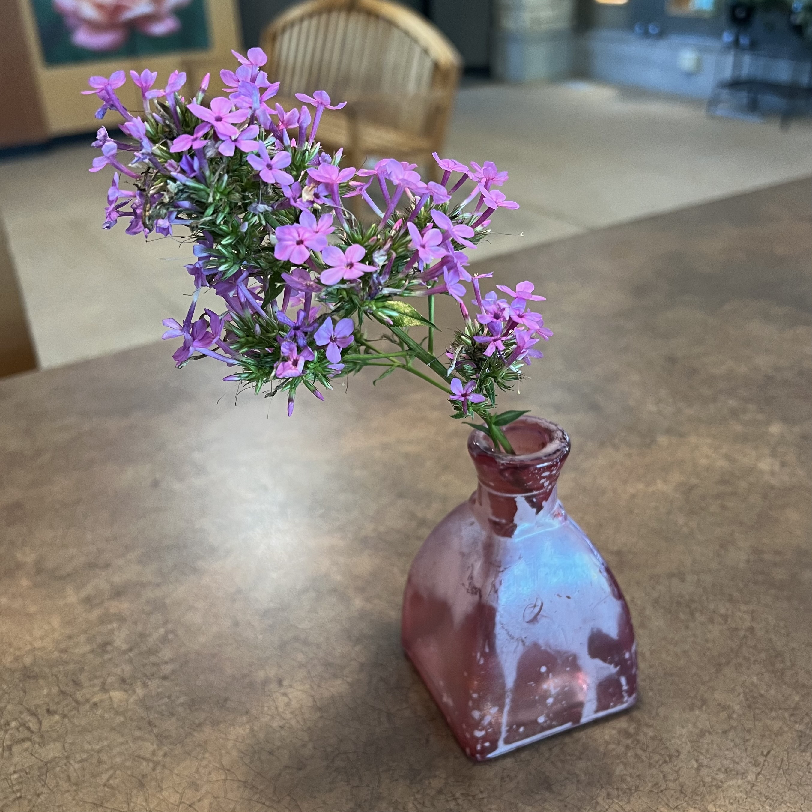 Pink garden phlox
