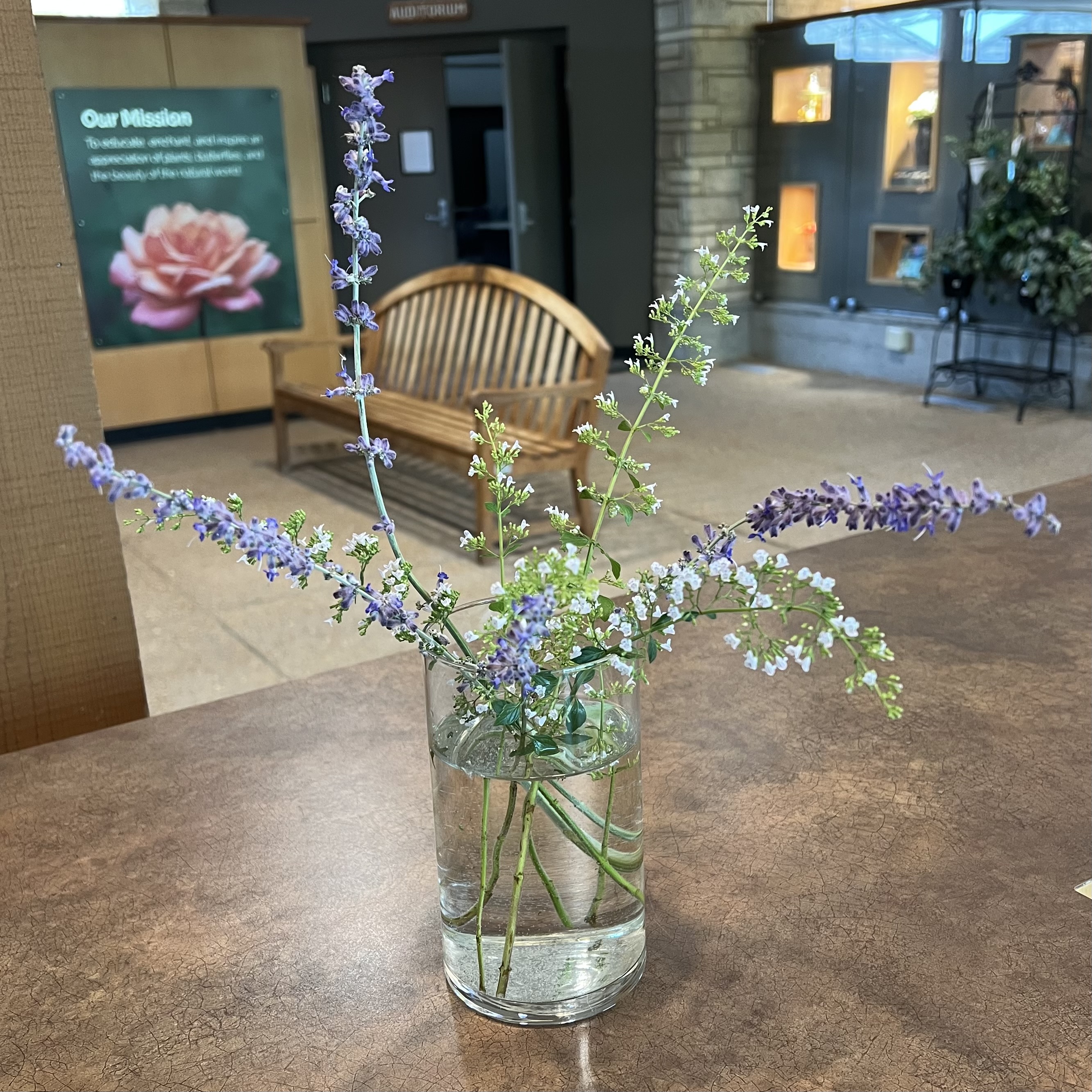 Russian sage and calamint