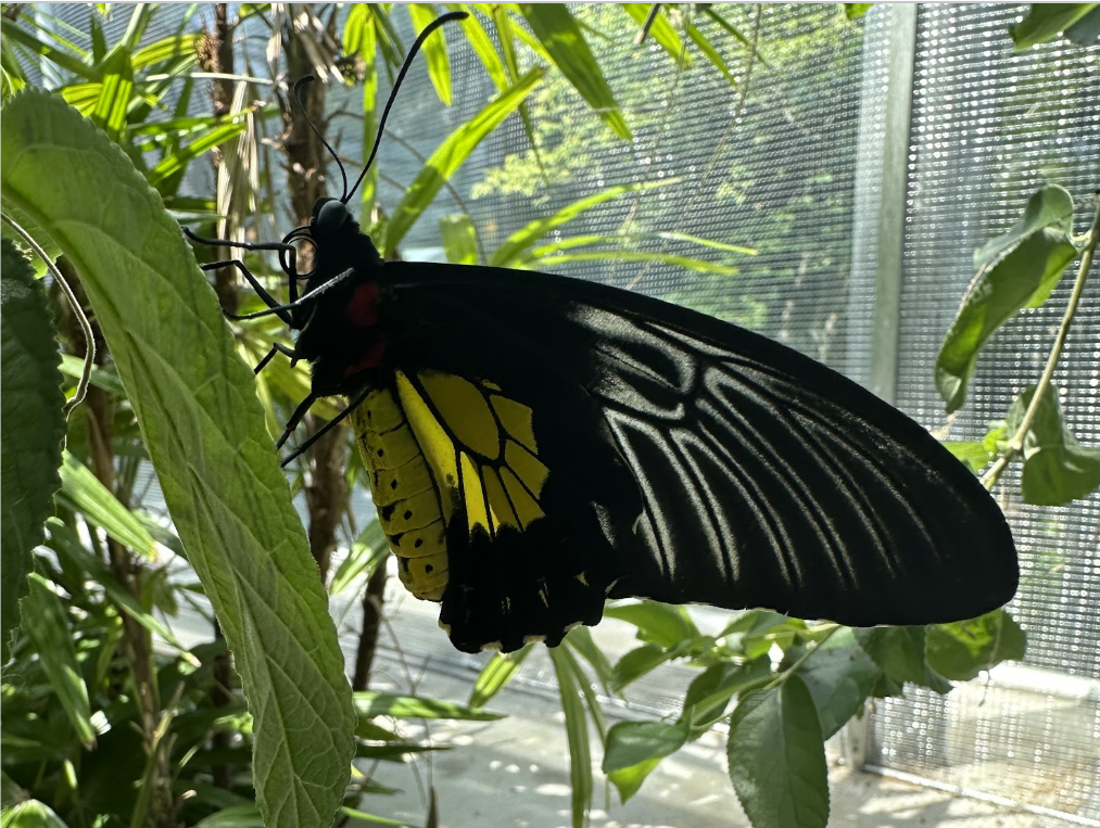 ButterflyImage