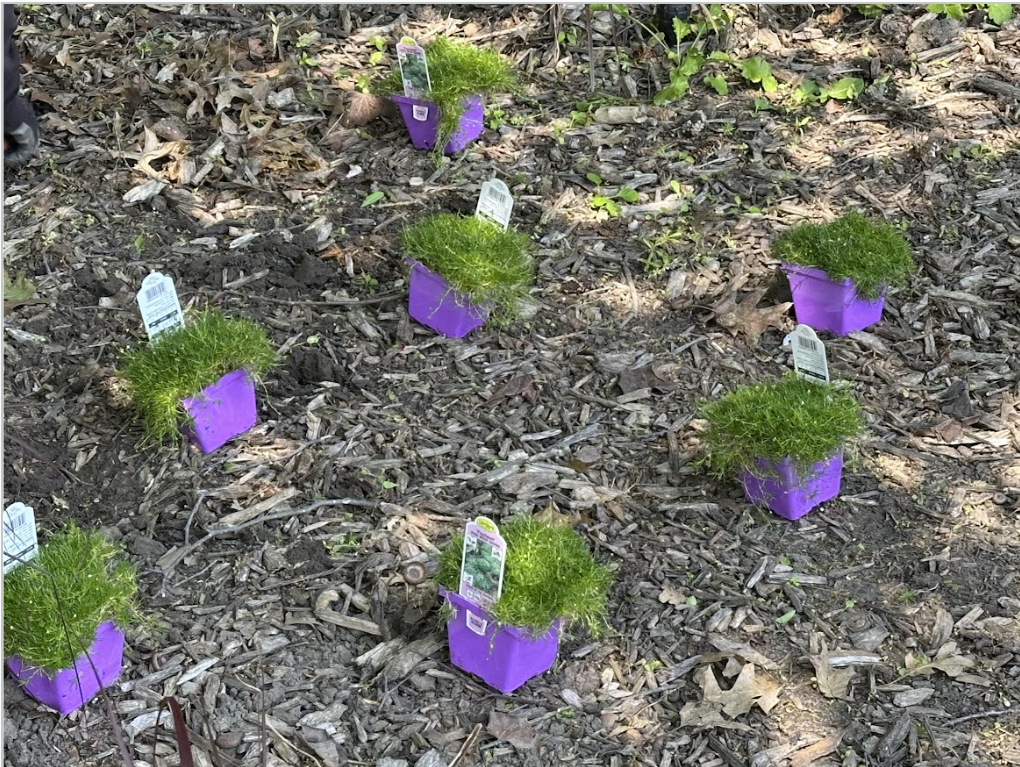 PlantImage