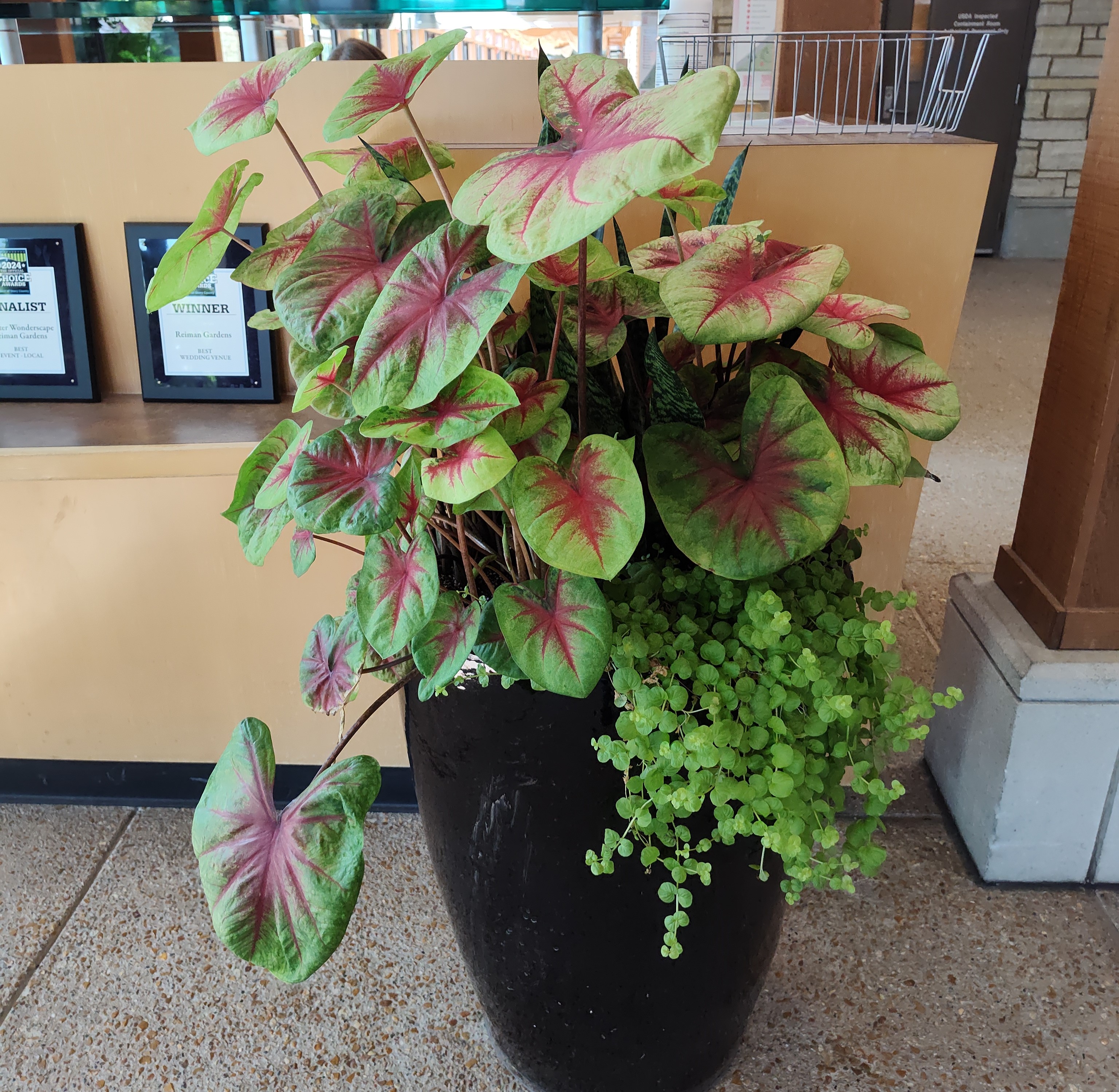 A tall black container with a tall snake plant. Creeping jenny falling from the sides and tall caladiums all through out.