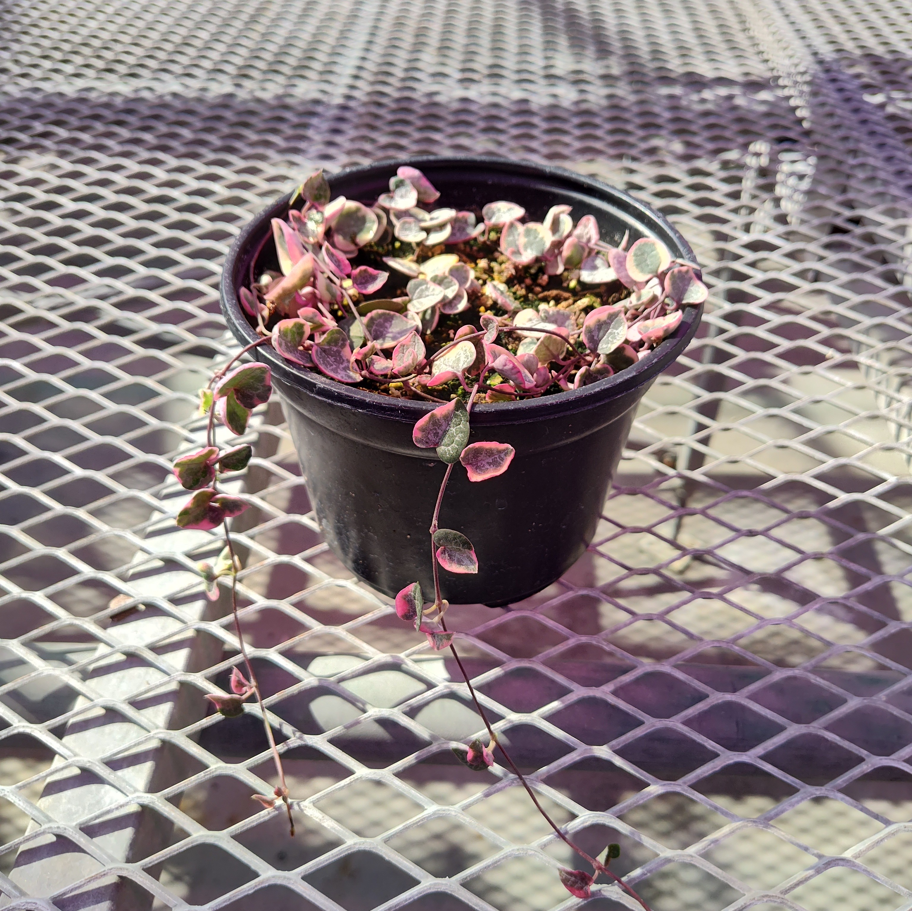 A Ceropegia woodii