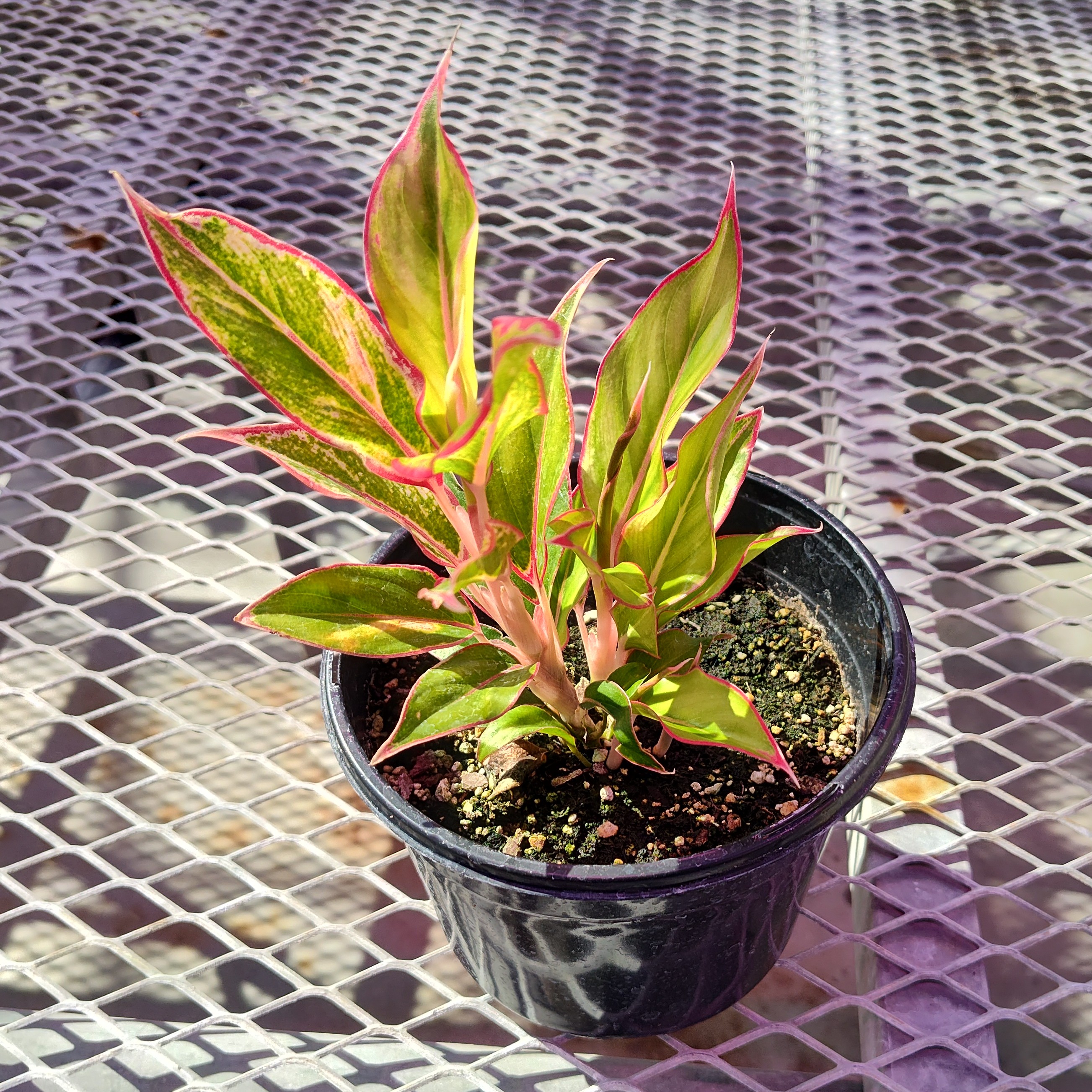 A pink Aglaonema 