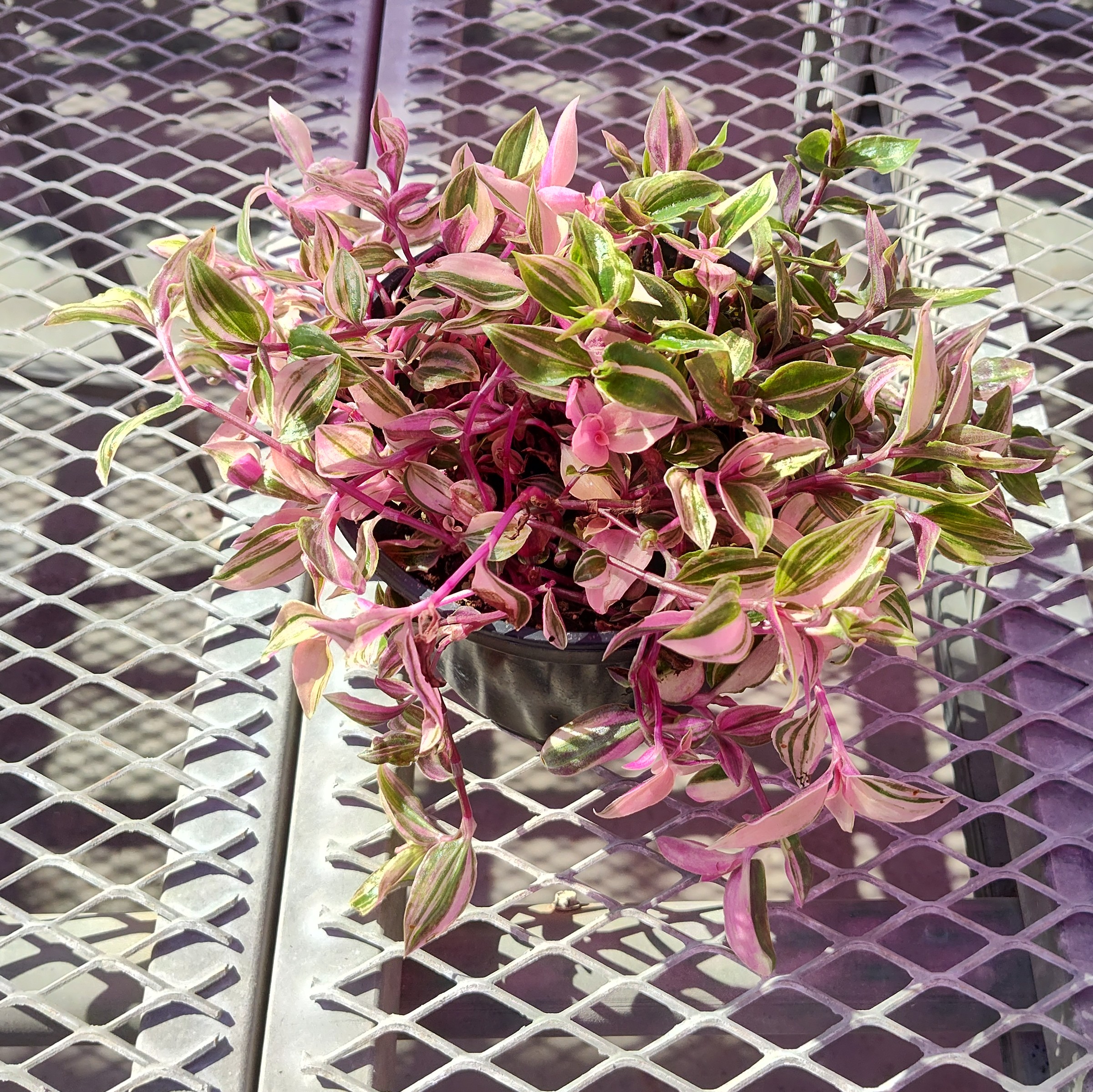 A pink Tradescantia