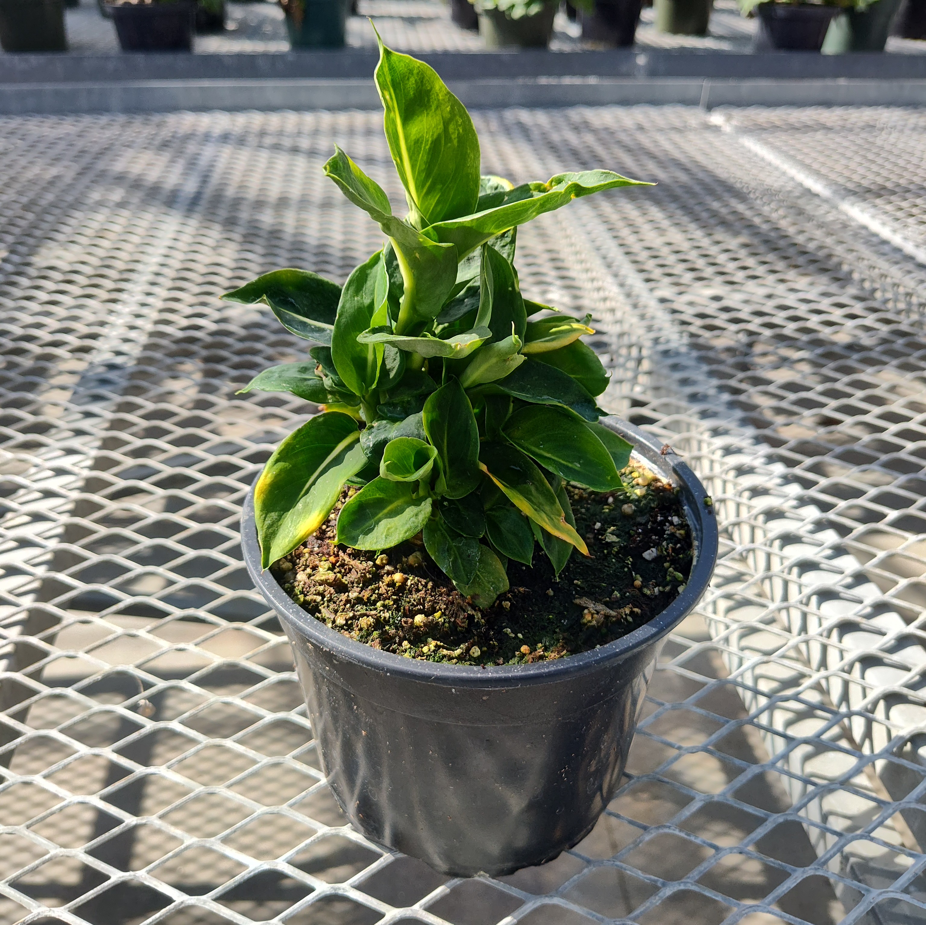 A picture of a dieffenbachia