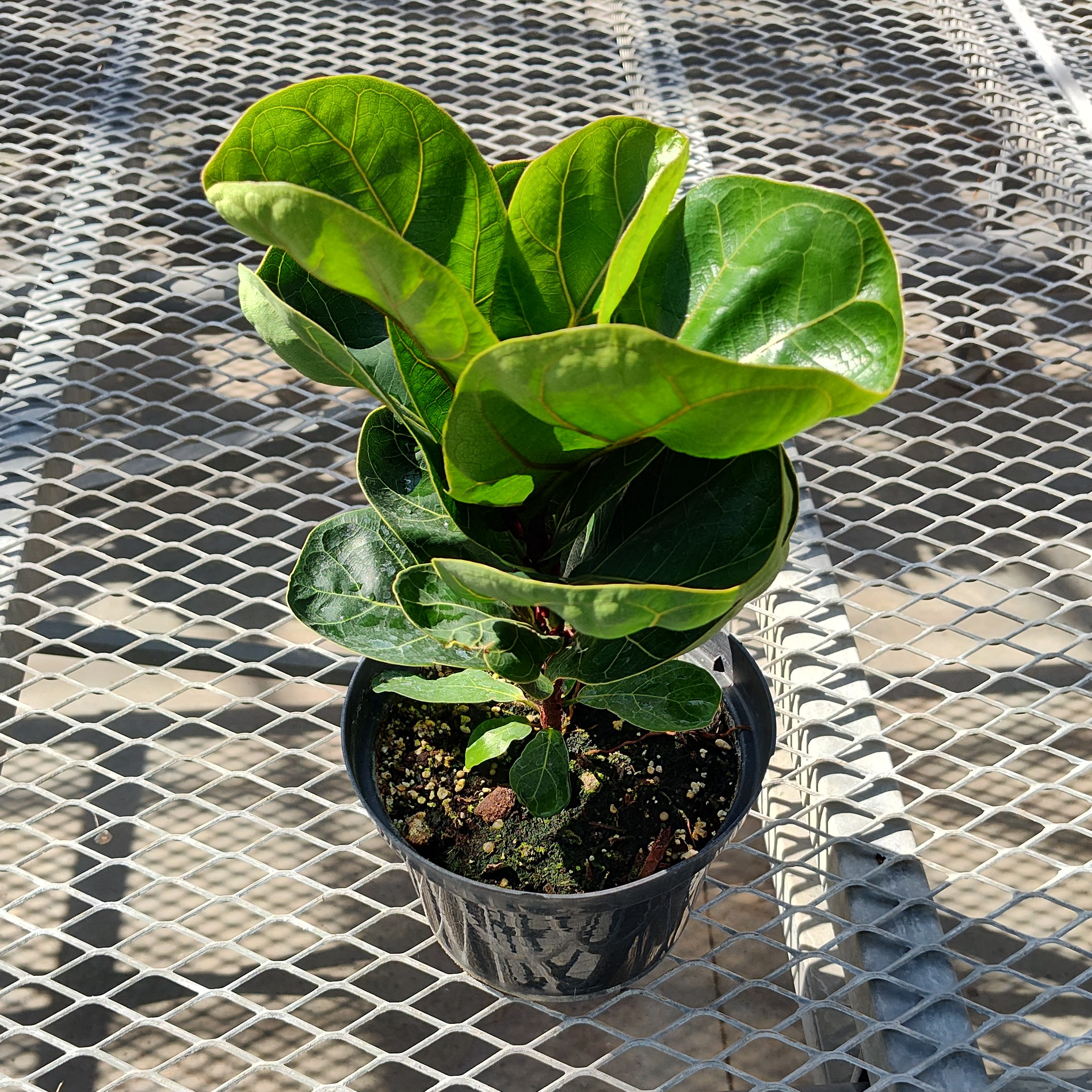 A Ficus lyrata