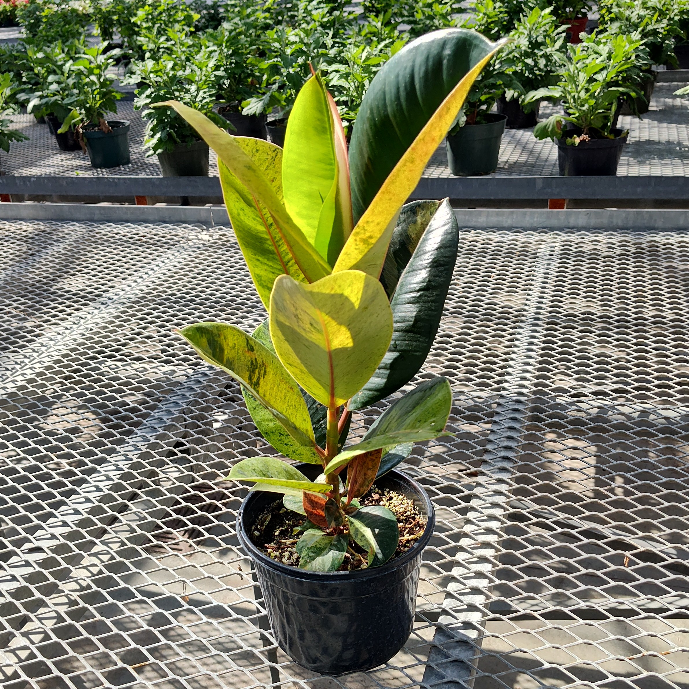 A Ficus elastica 
