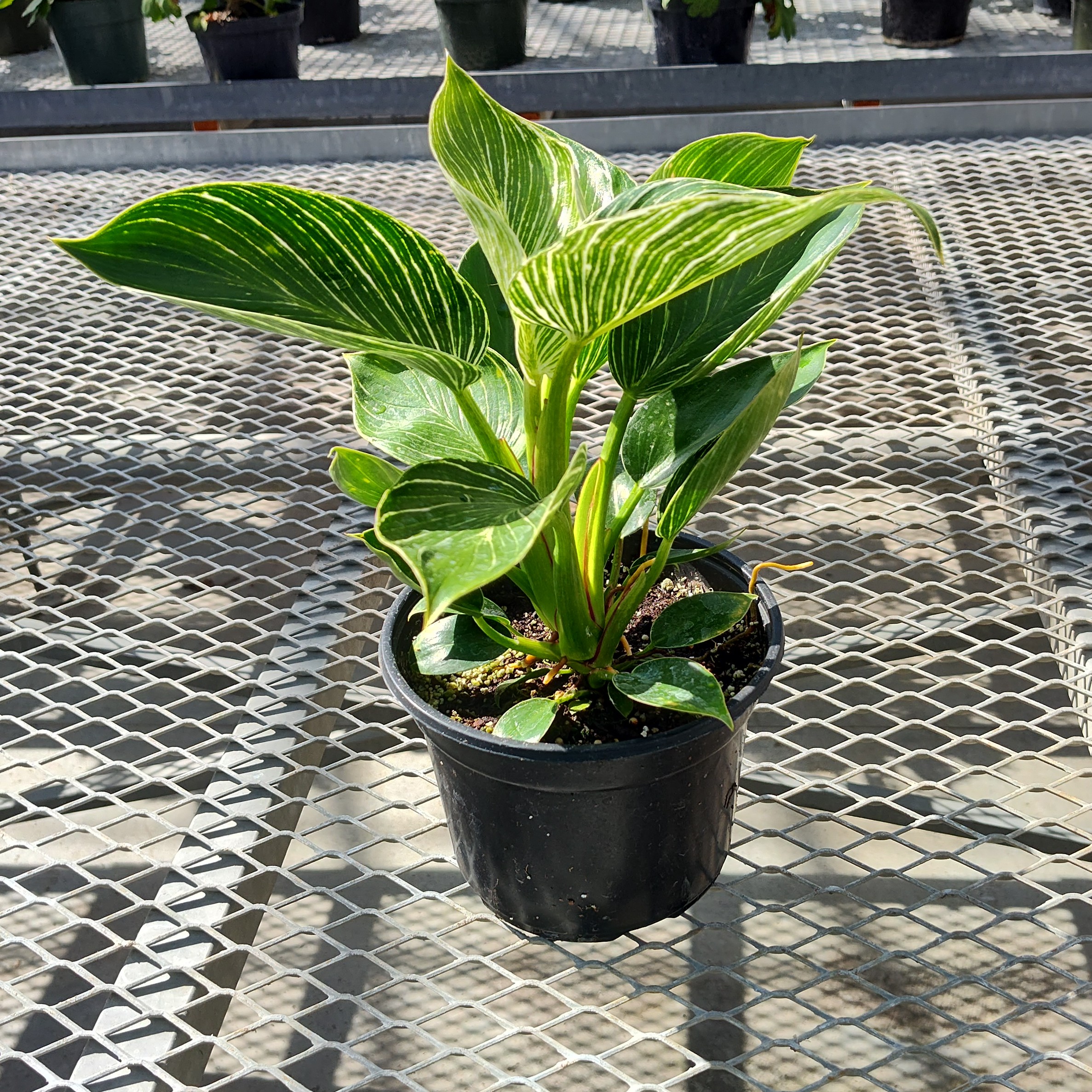 A philodendron