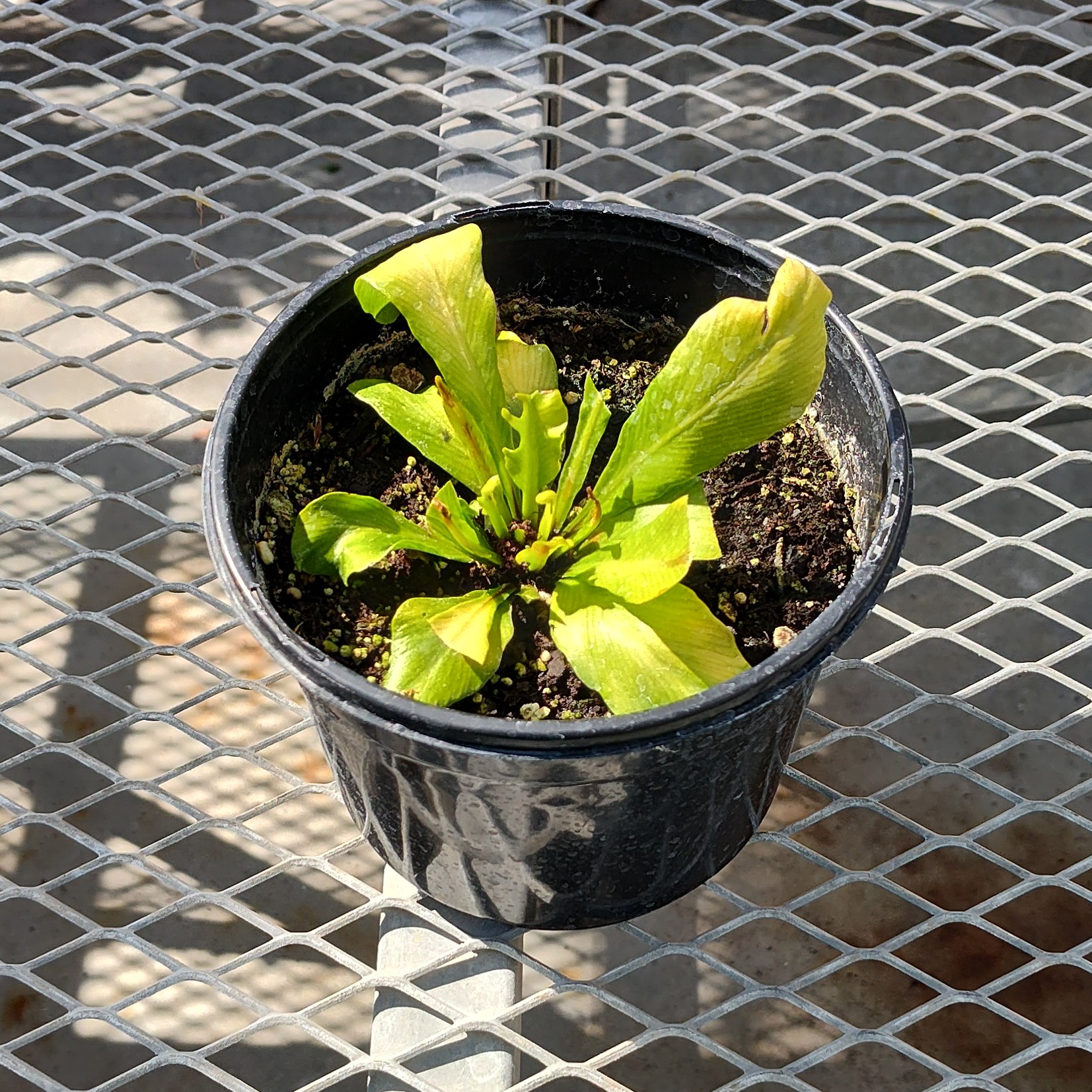 A Asplenium nidus
