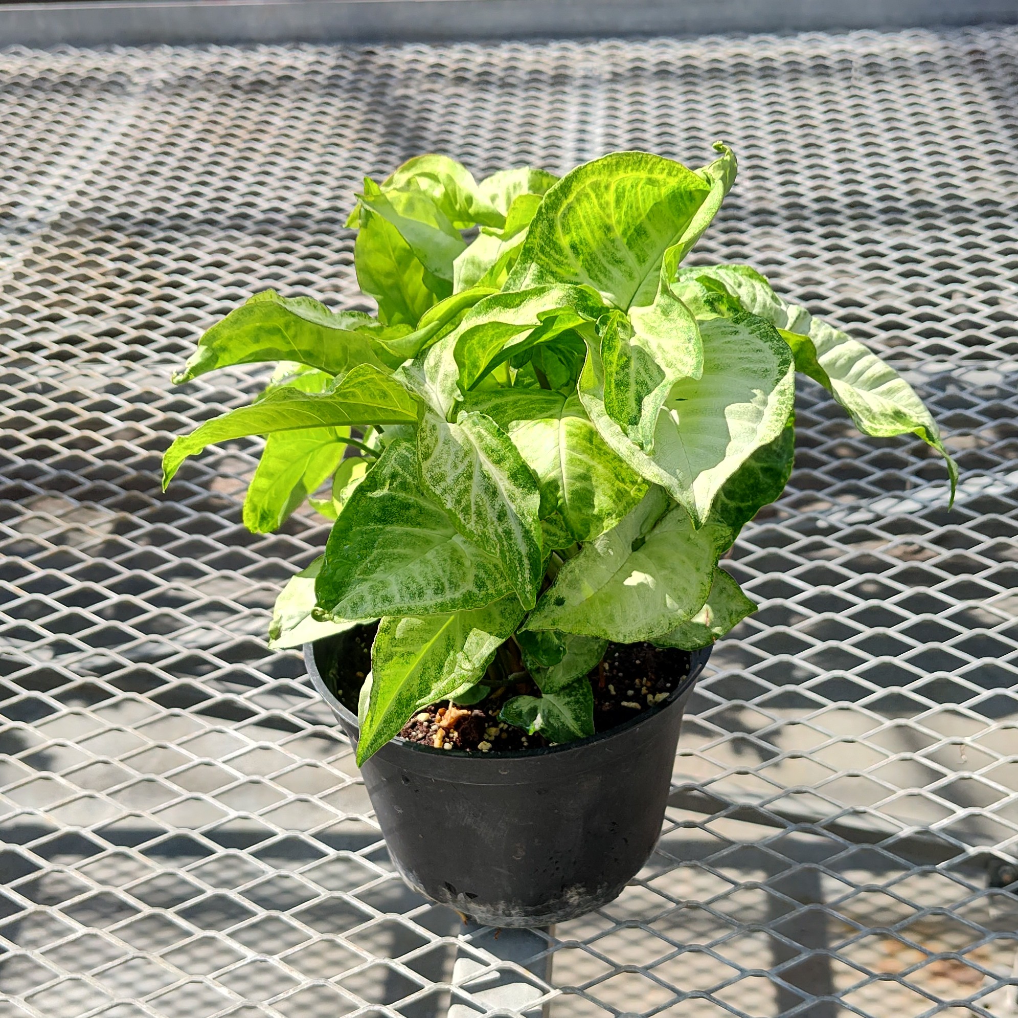 A Syngonium podophyllum