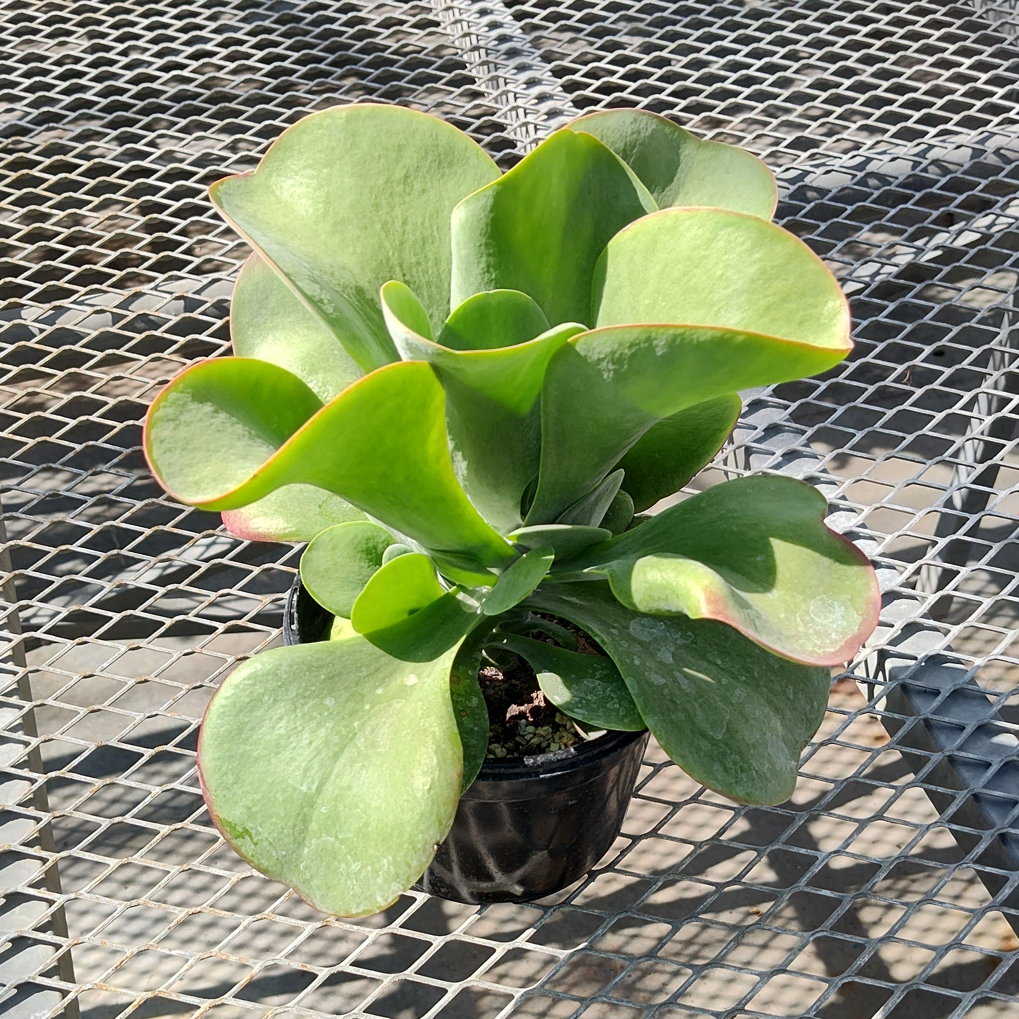 A Kalanchoe thyrsiflora