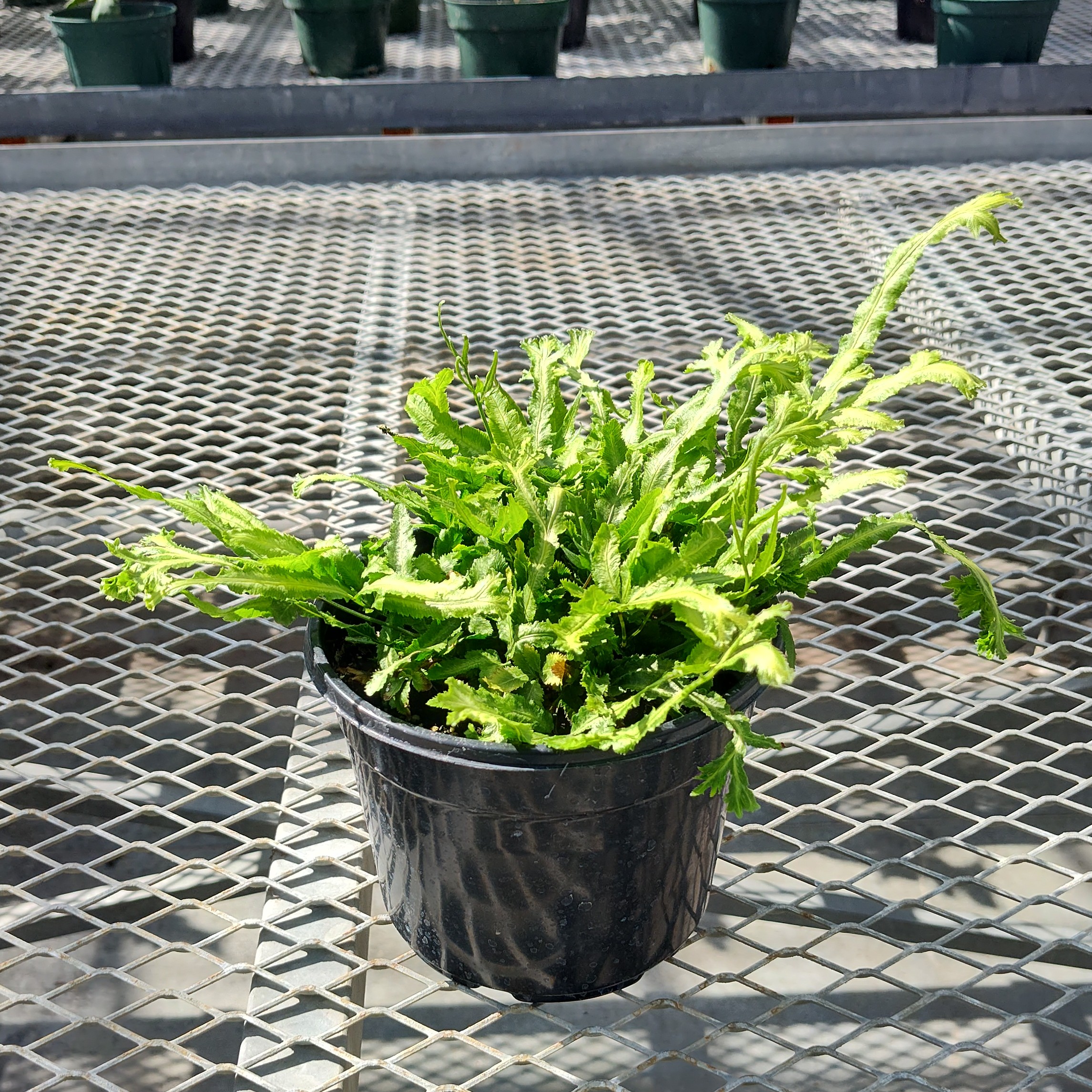 A Pteris mayii