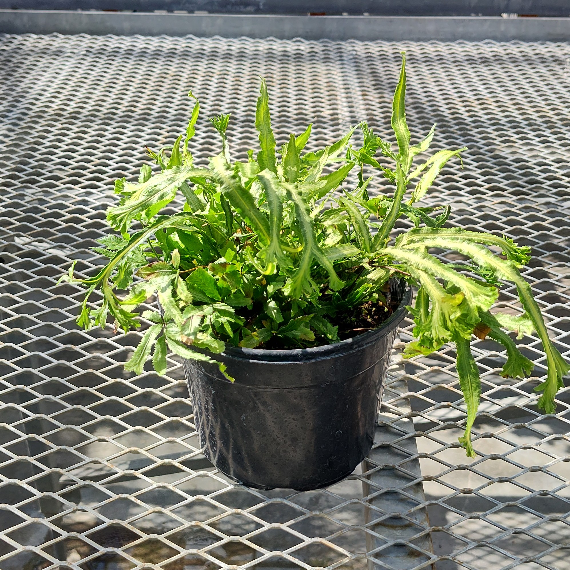 A Pteris roweri