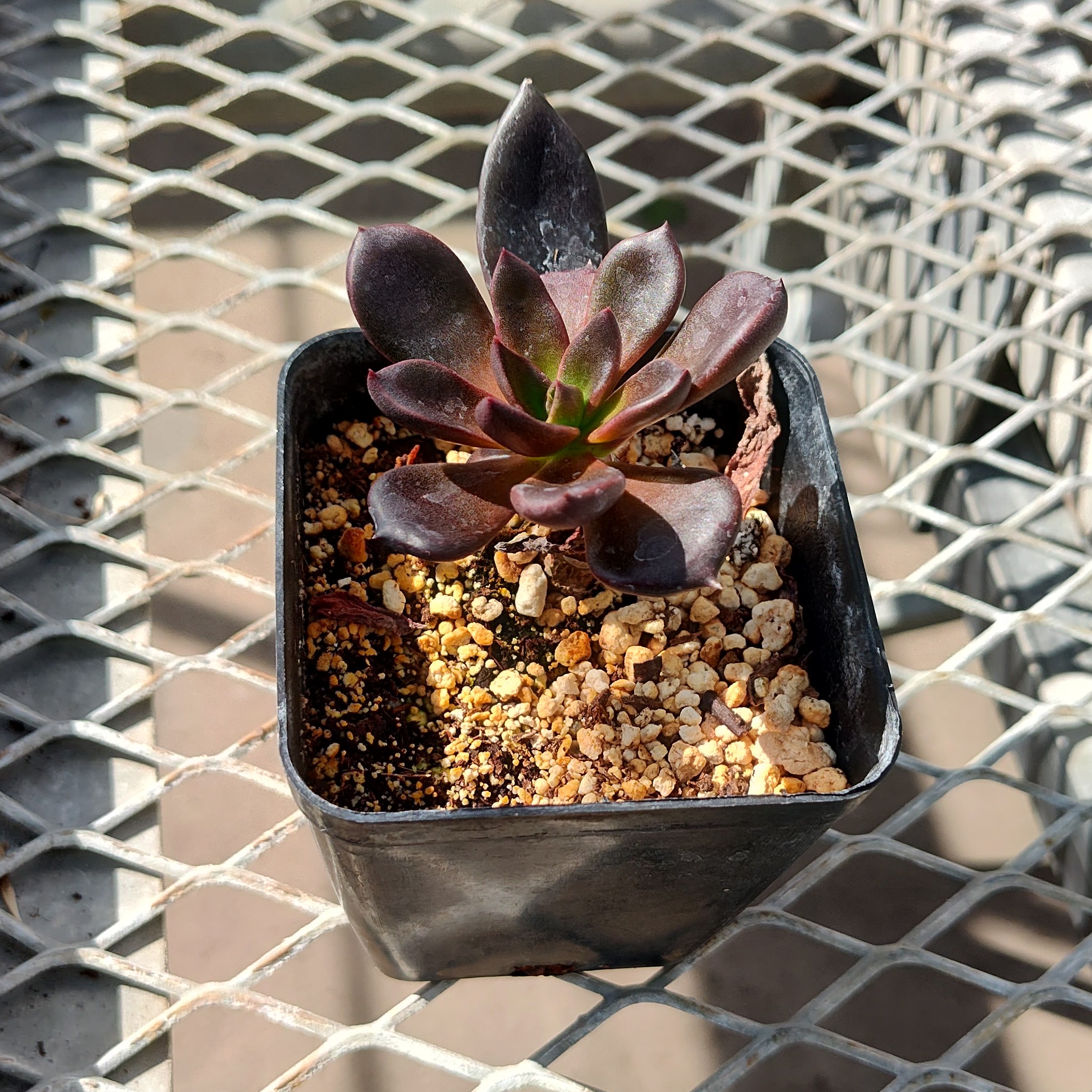 A Echeveria affins