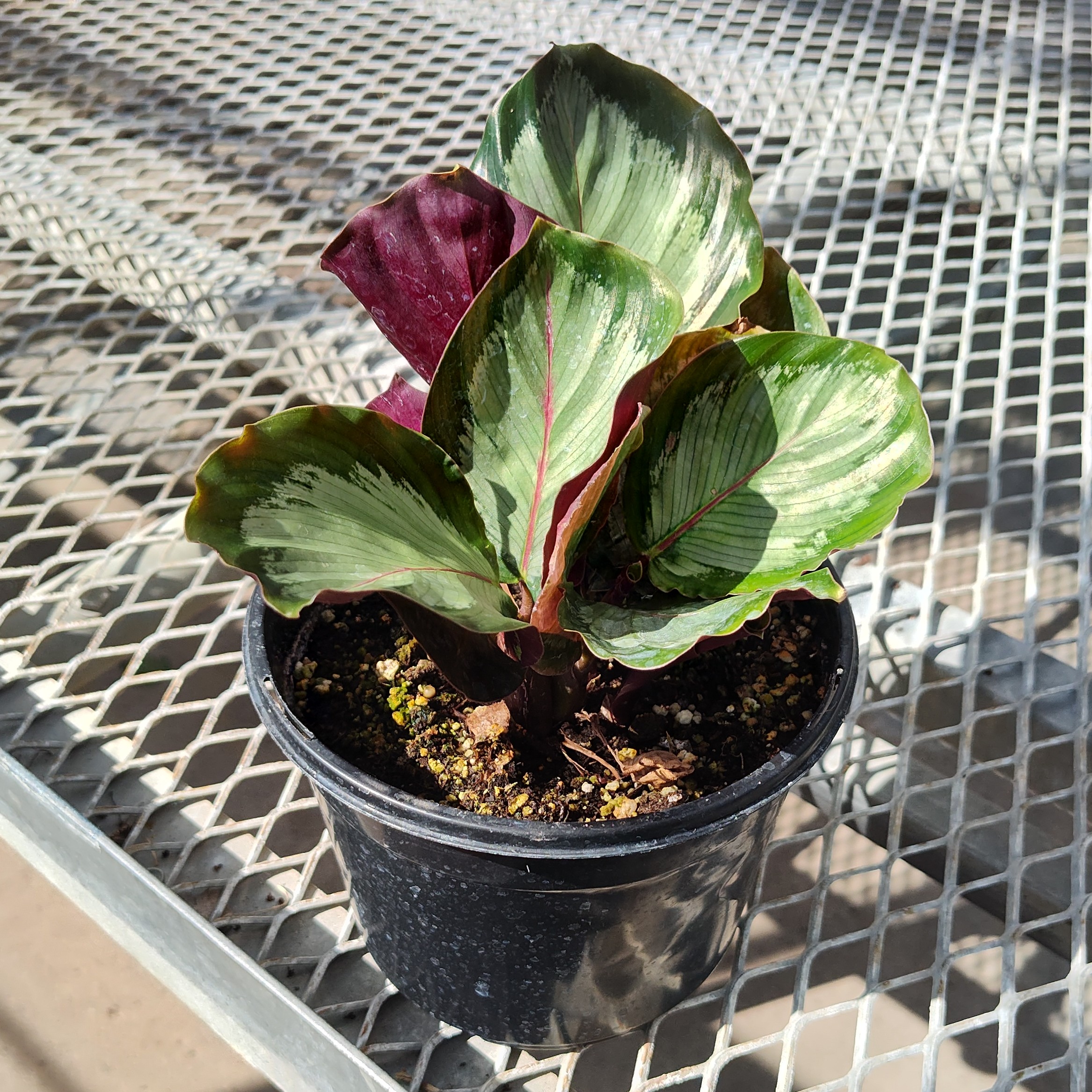 A calathea 