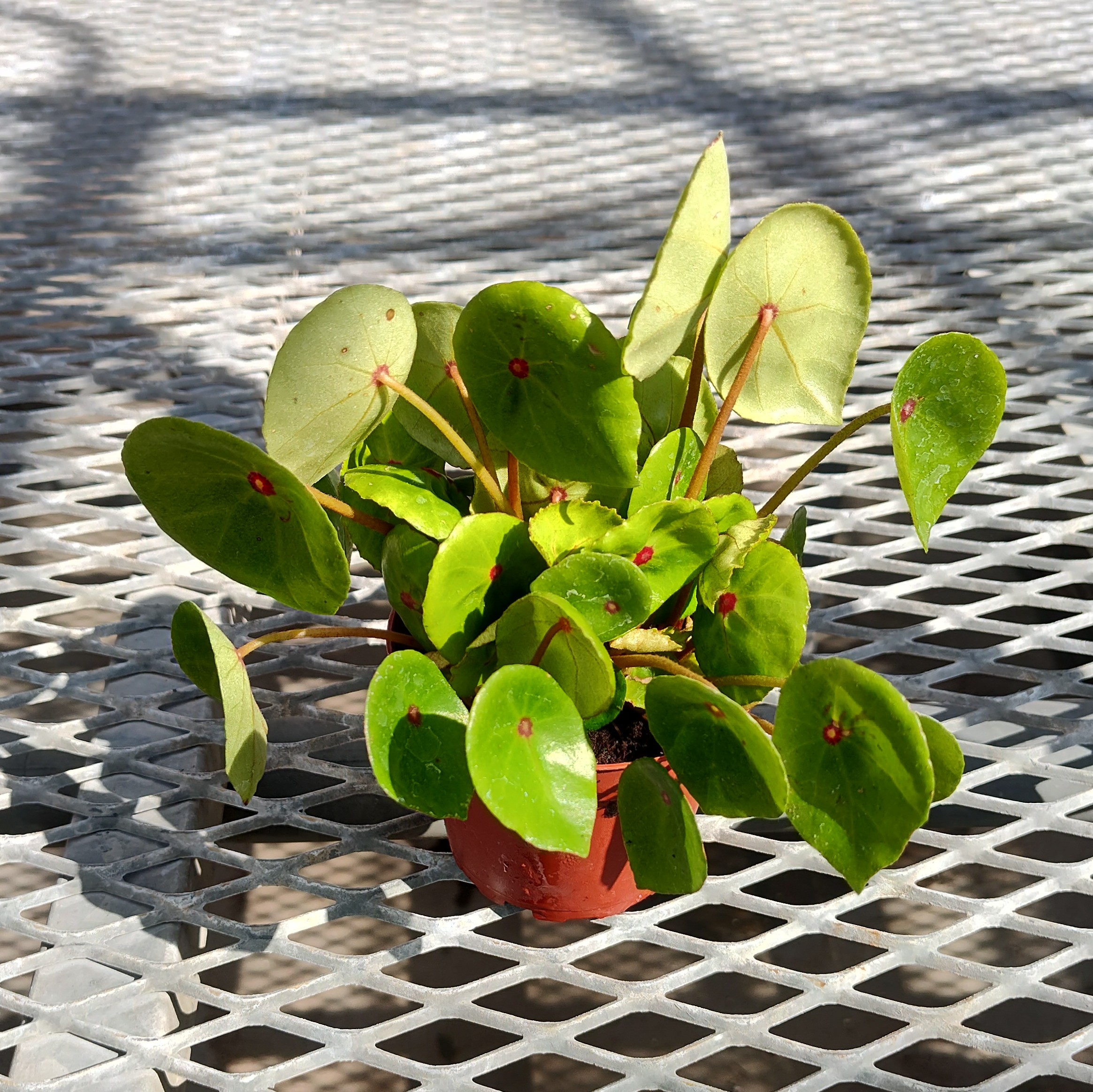 A Begonia conchifolia