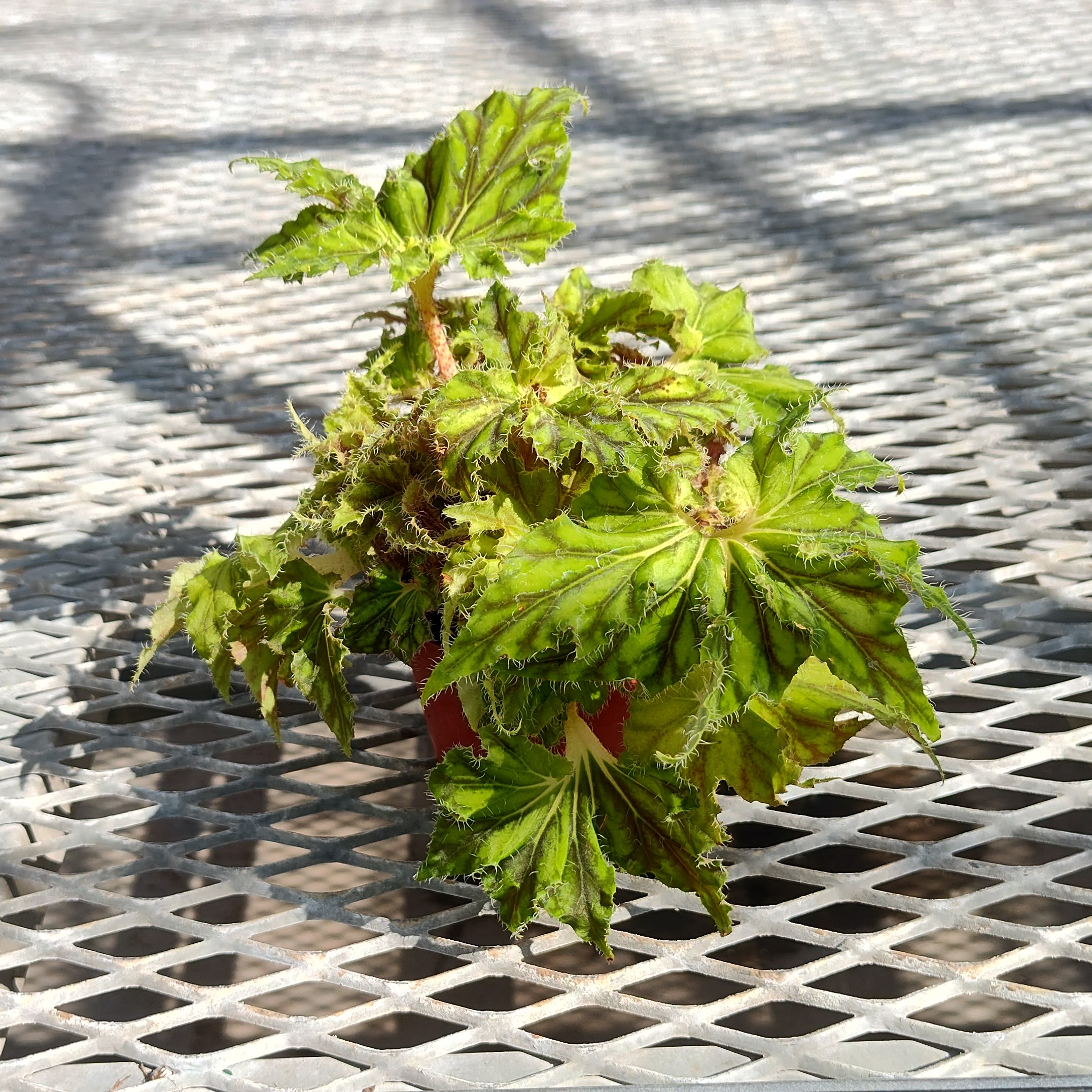 A Begonia x tuberhybrida 