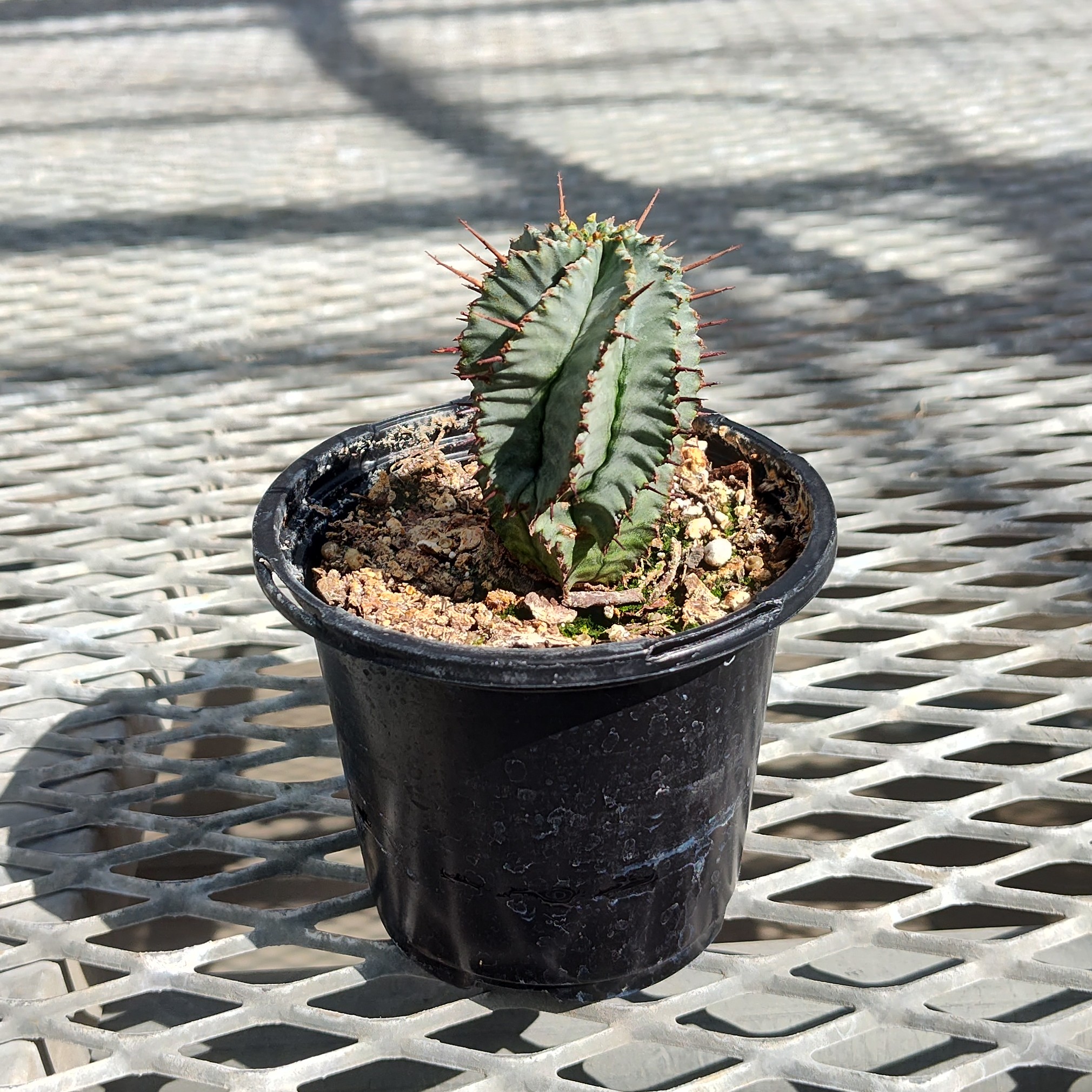 A Euphorbia ferox