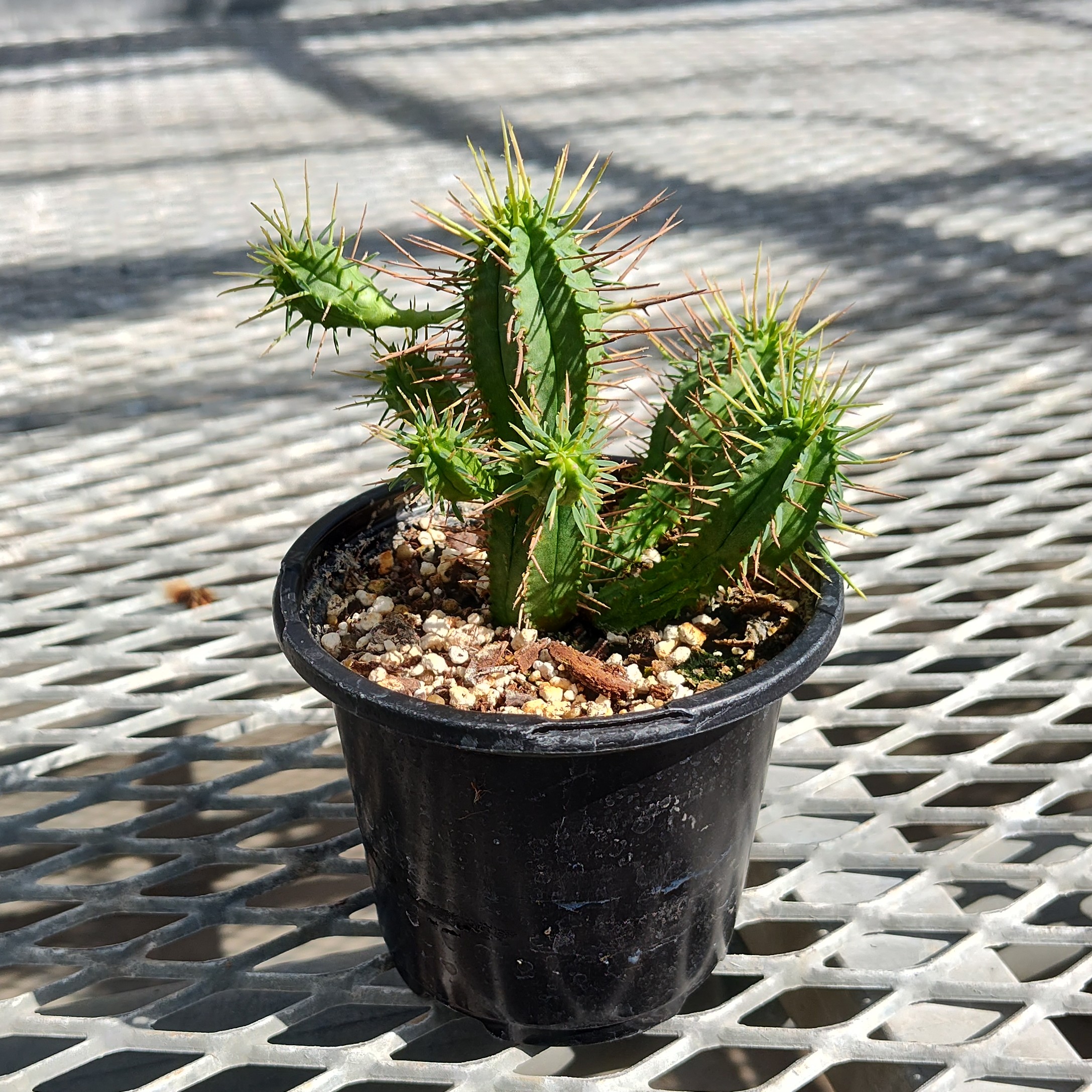 A Euphorbia horrida