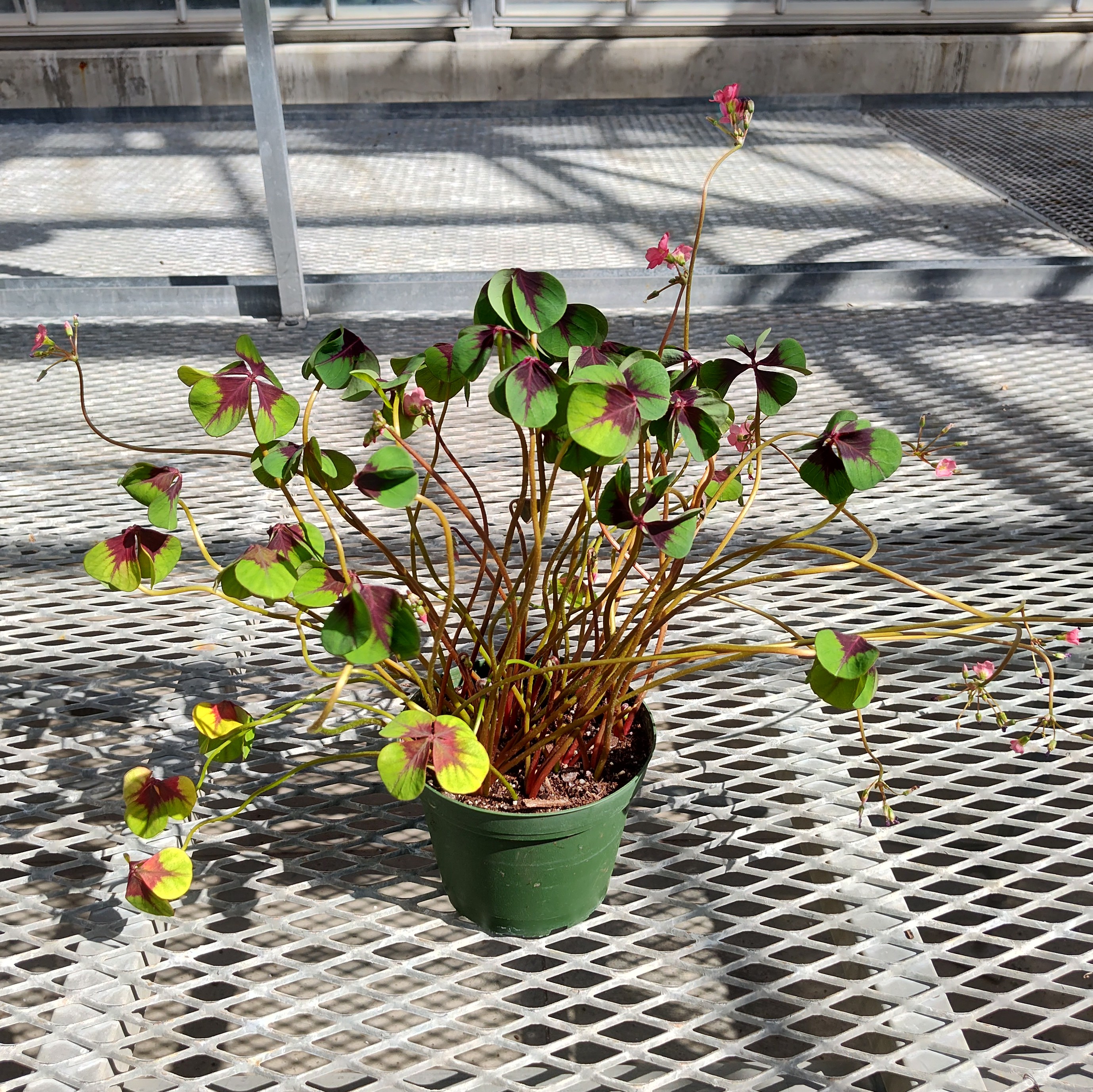 A Oxalis tetraphylla 