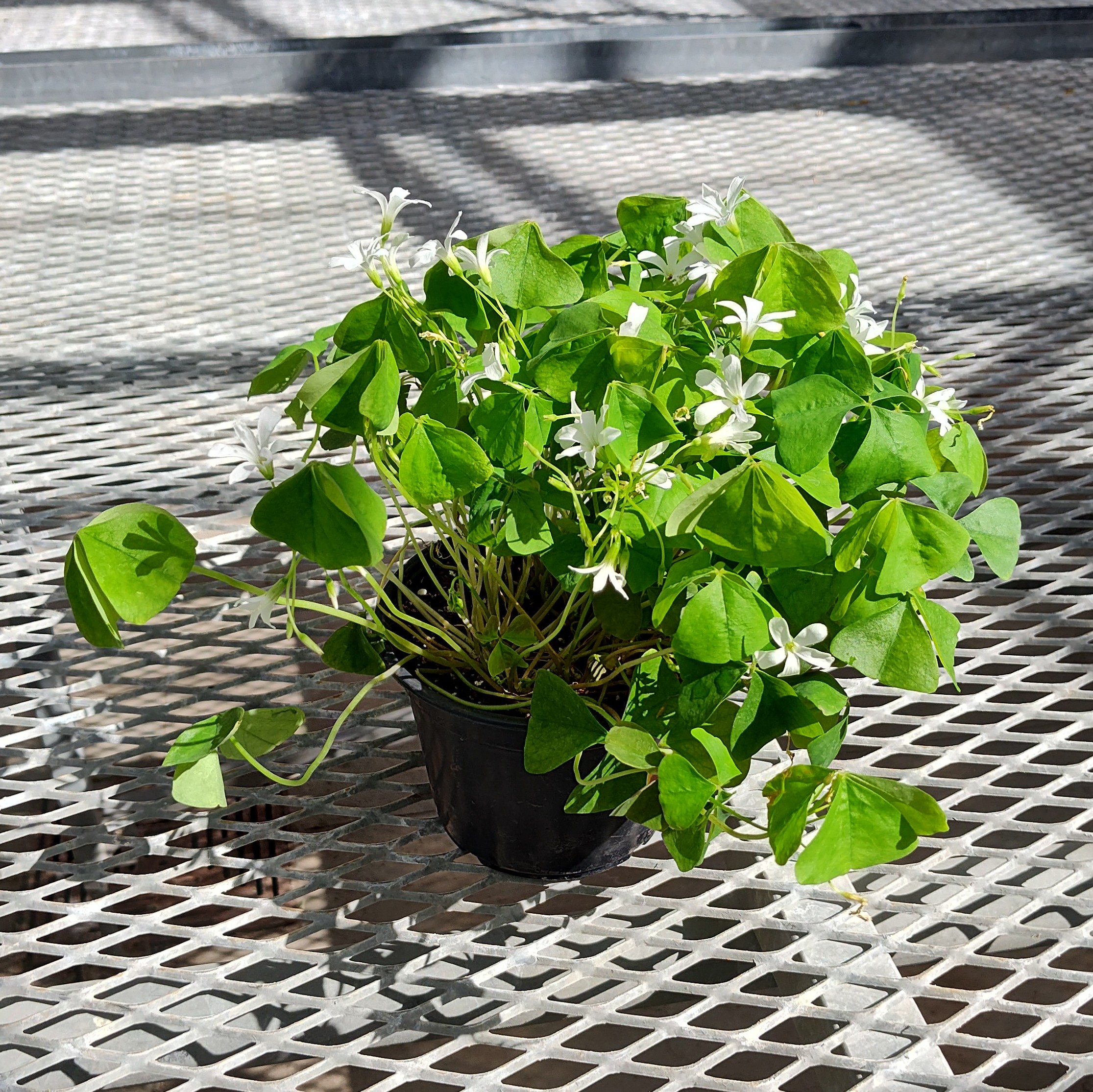 A Oxalis triangularis