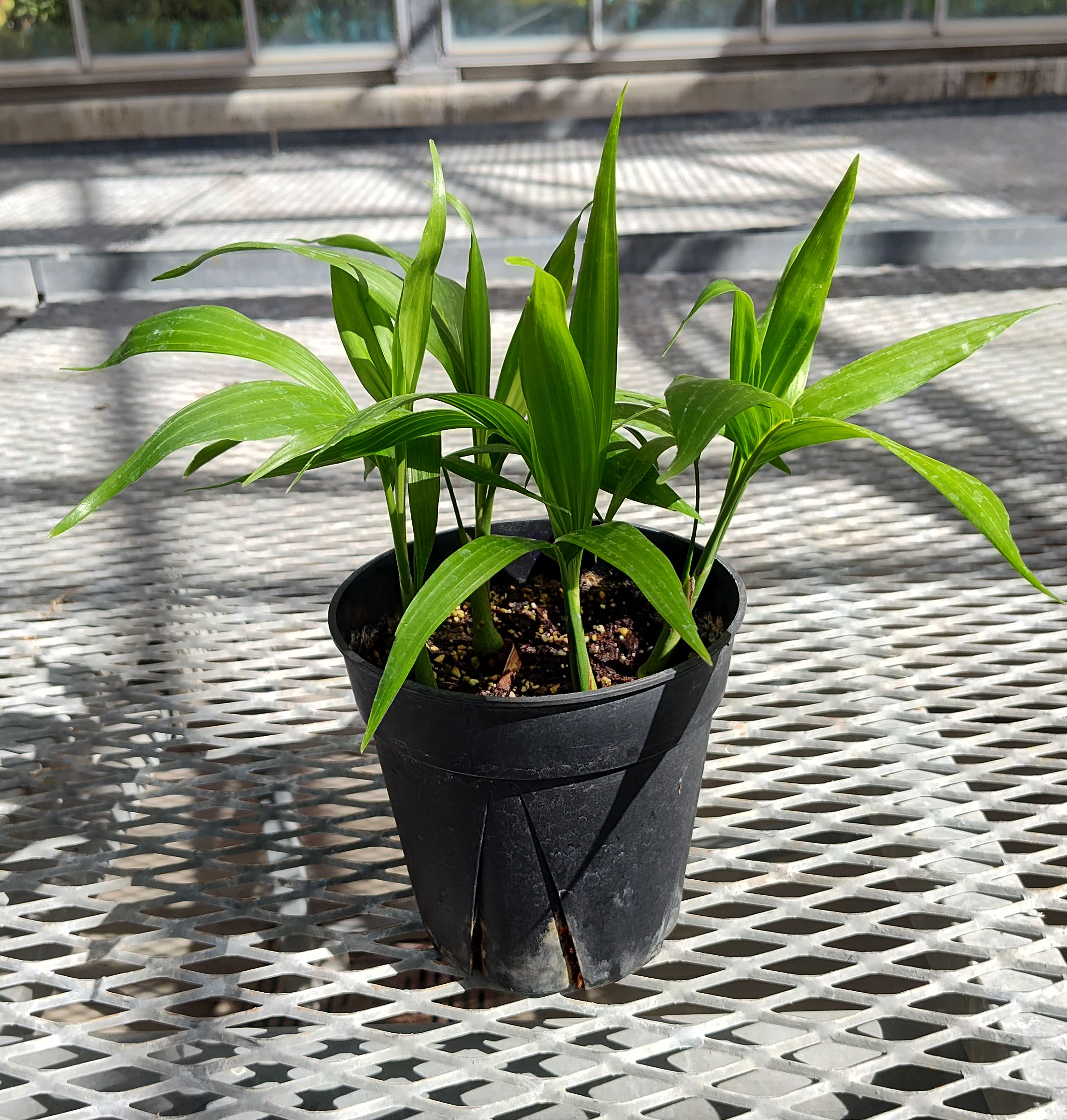 A Chamaedorea elegans