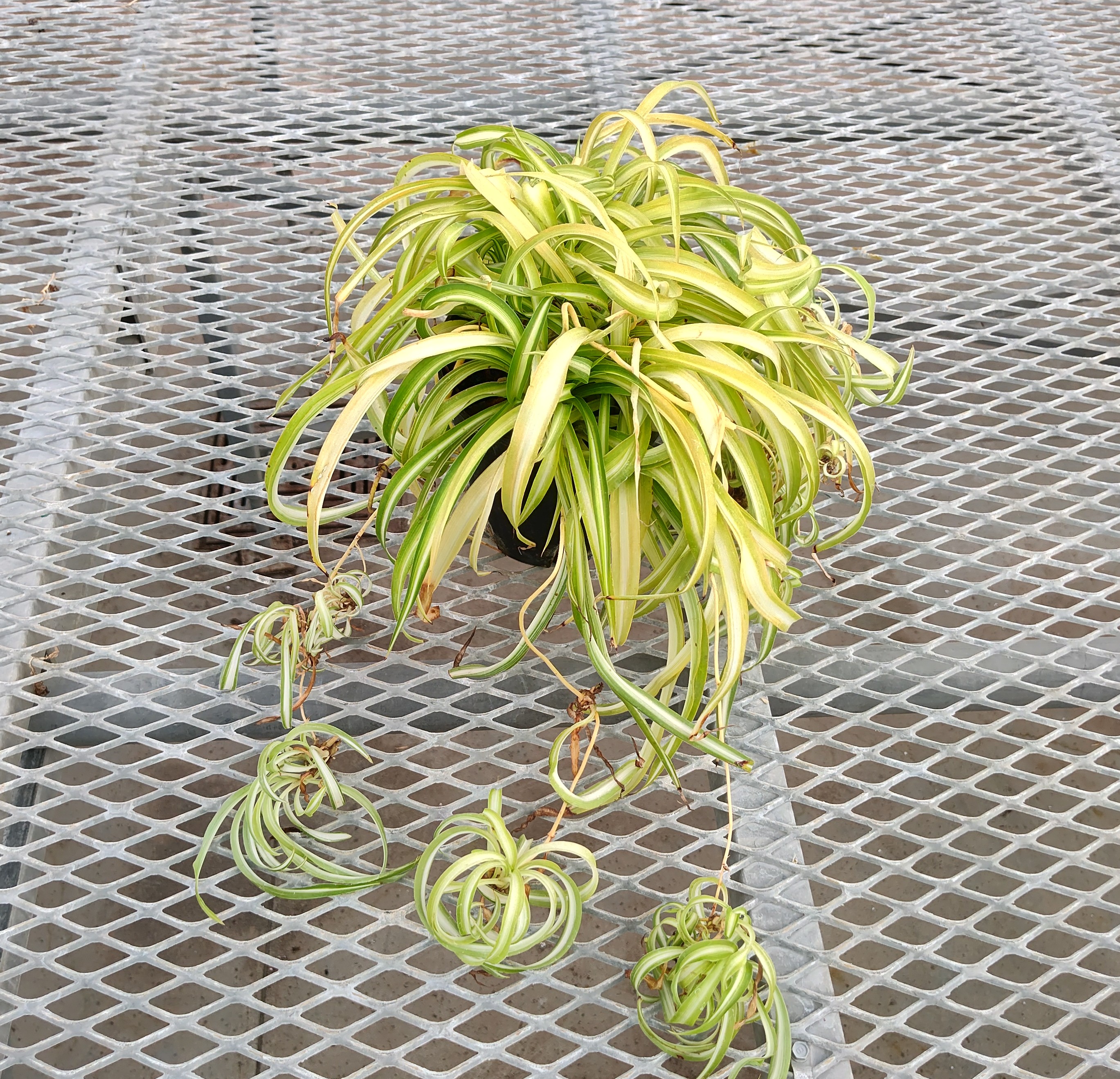 A  Chlorophytum comosum