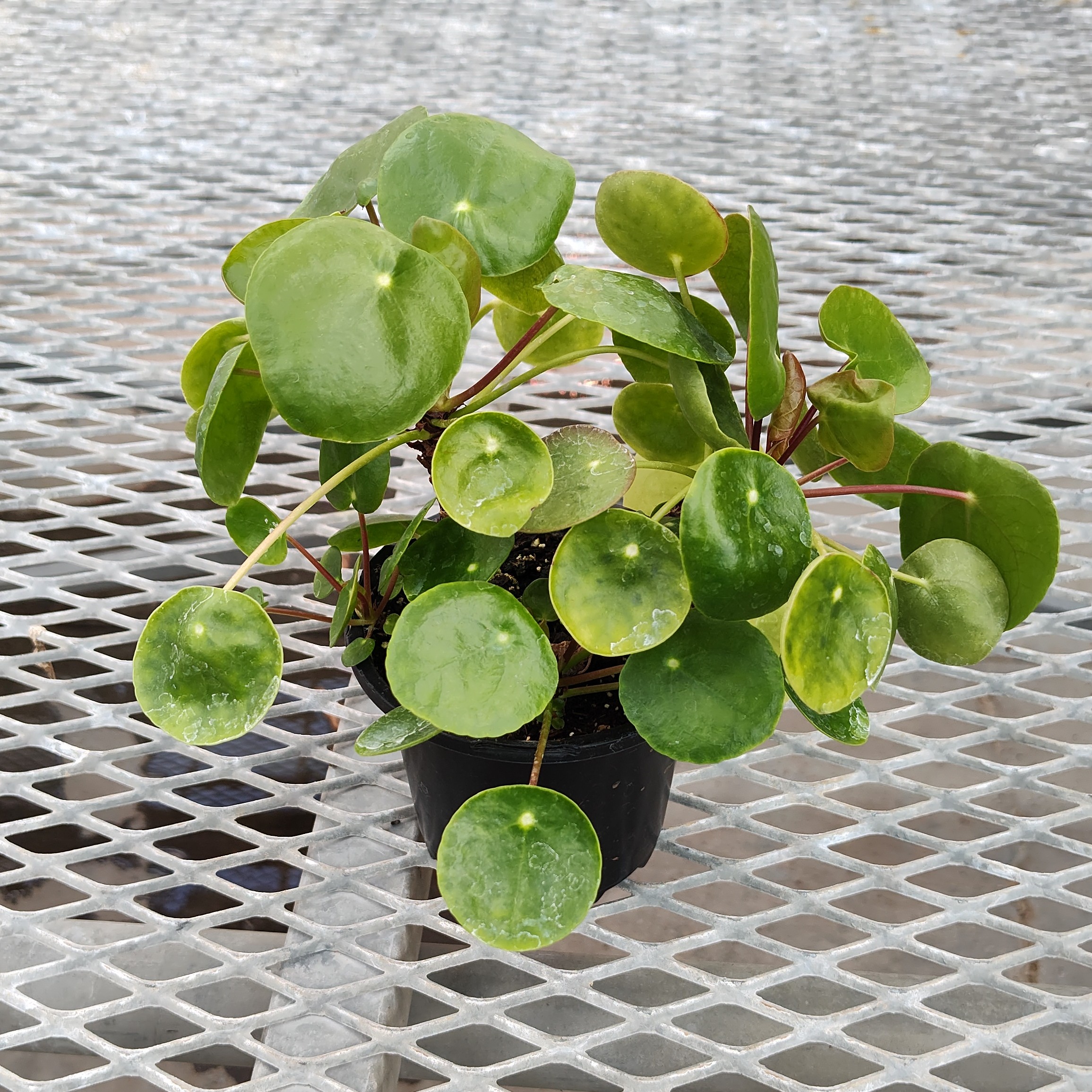 A Pilea
