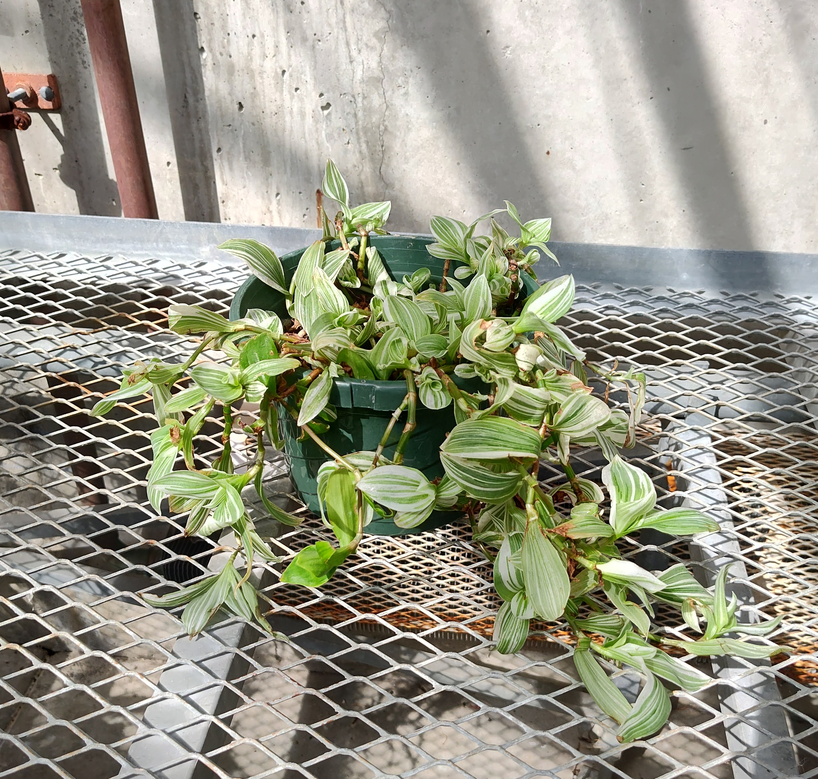 A Tradescantia