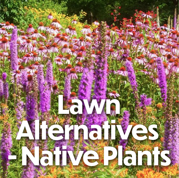 Lawn Alternatives - Native Plants