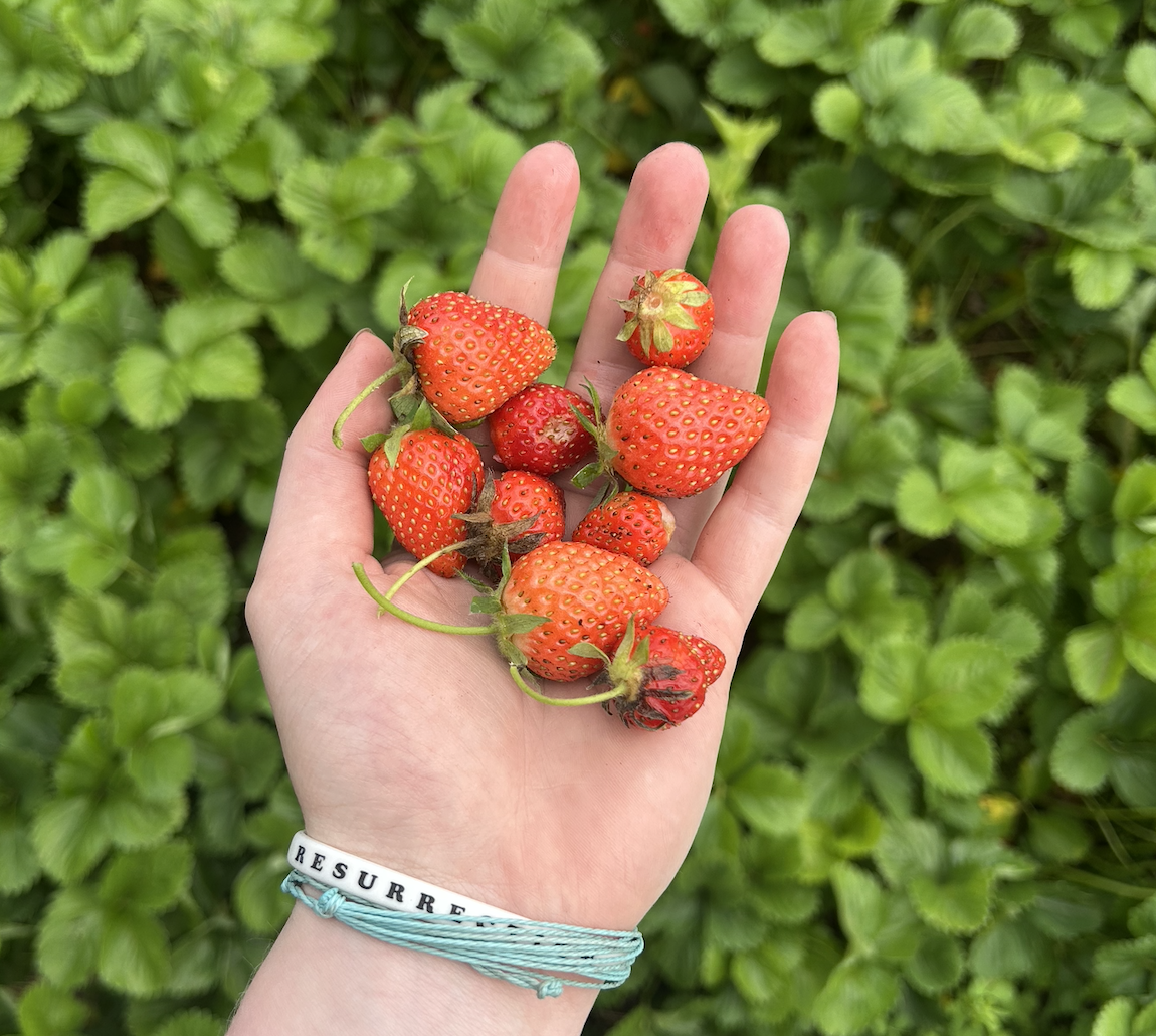 STRAWBERRIES