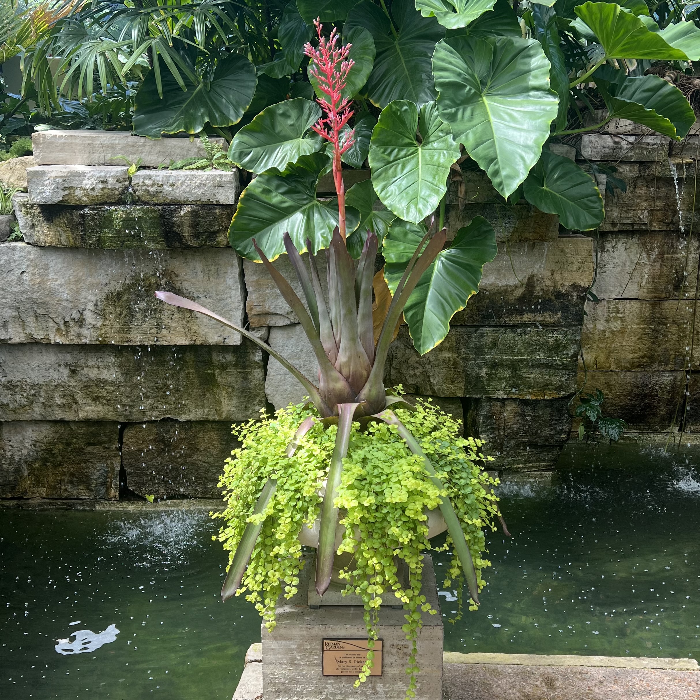 a stone container with tall, red foliage and trailing foliage