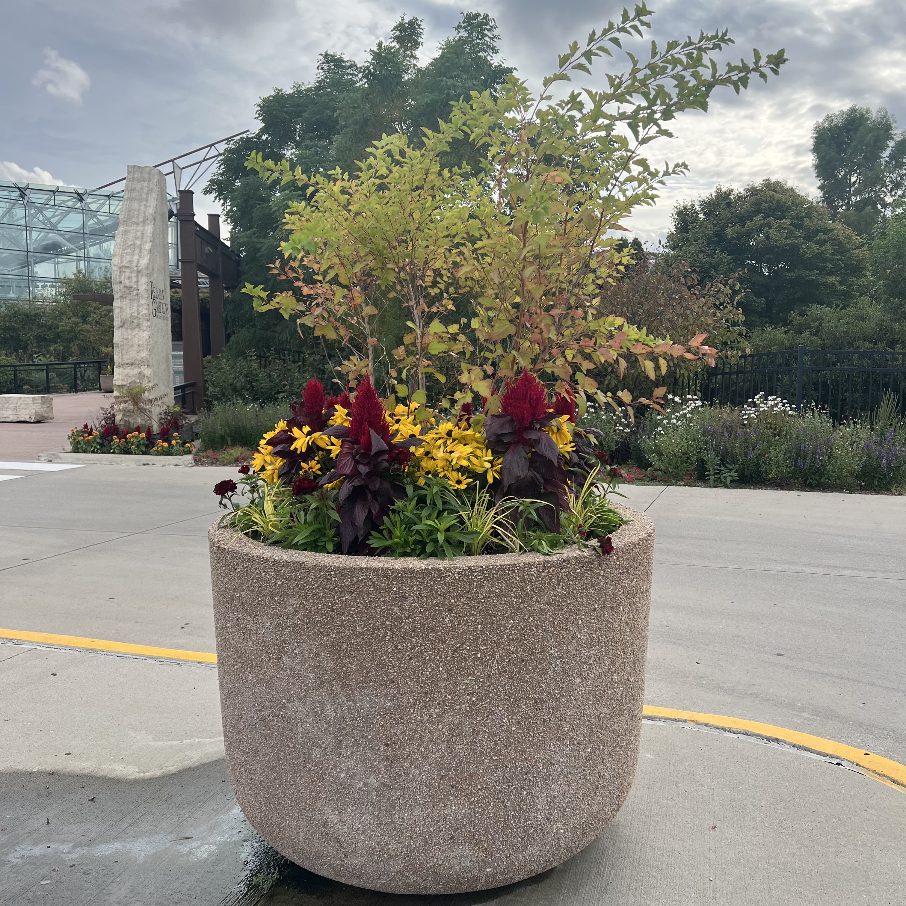 a large container with a viburnum and colorful flowers