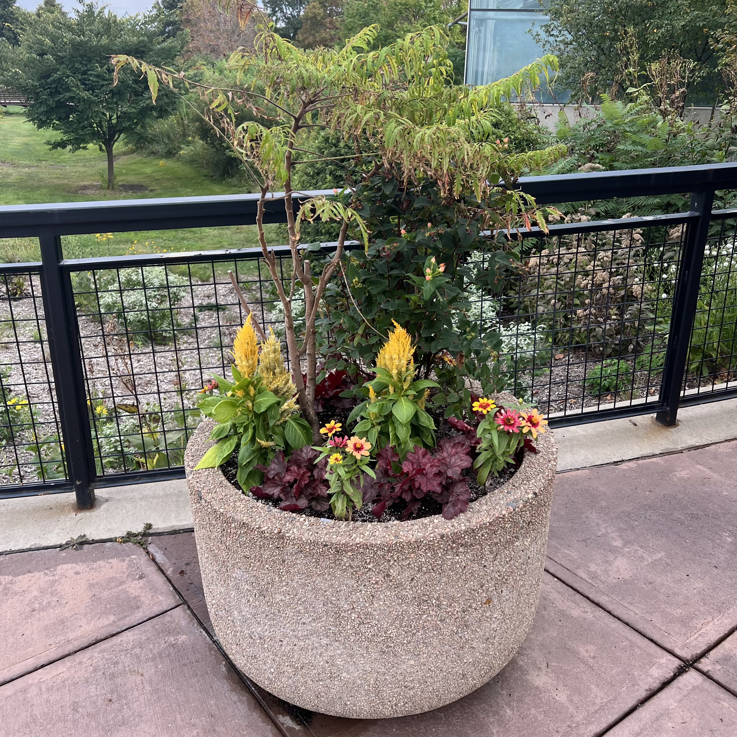 A large container with sumac, tutsan, and a few colorful flowers
