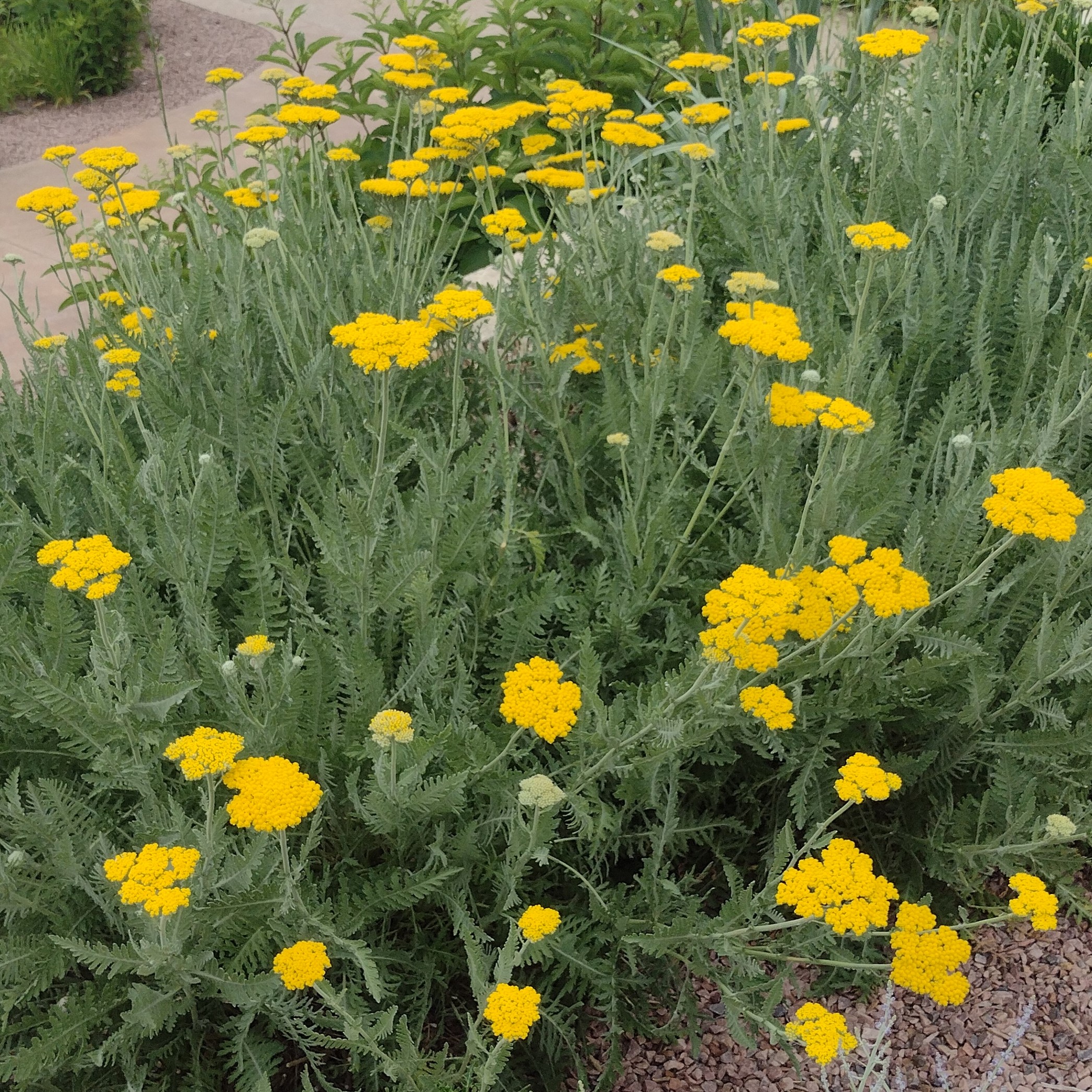 yellow yarrow blooms