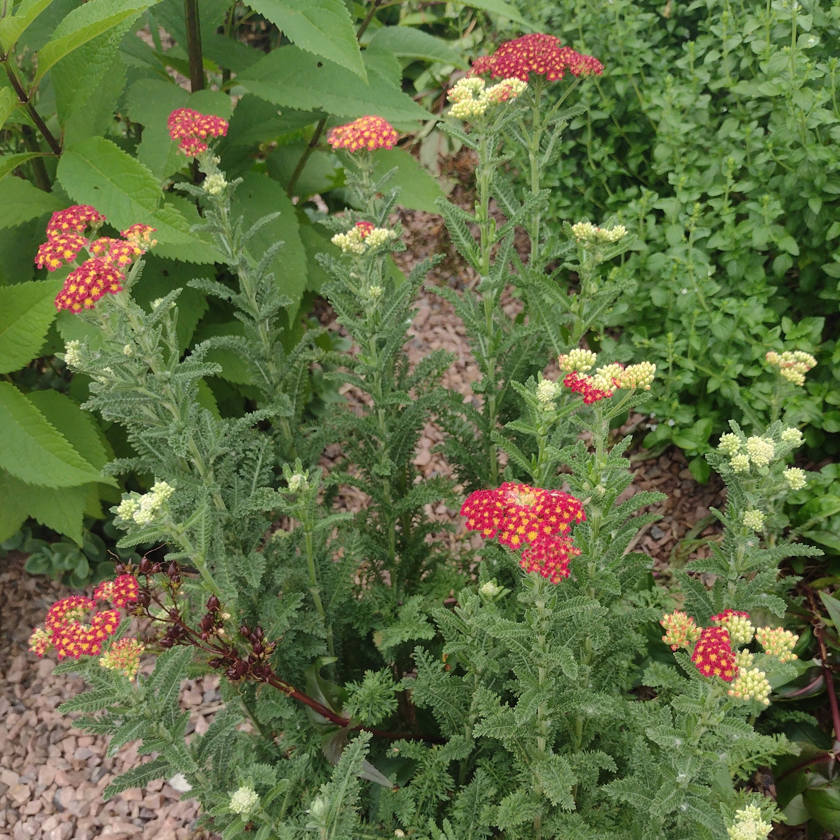 red yarrow blooms