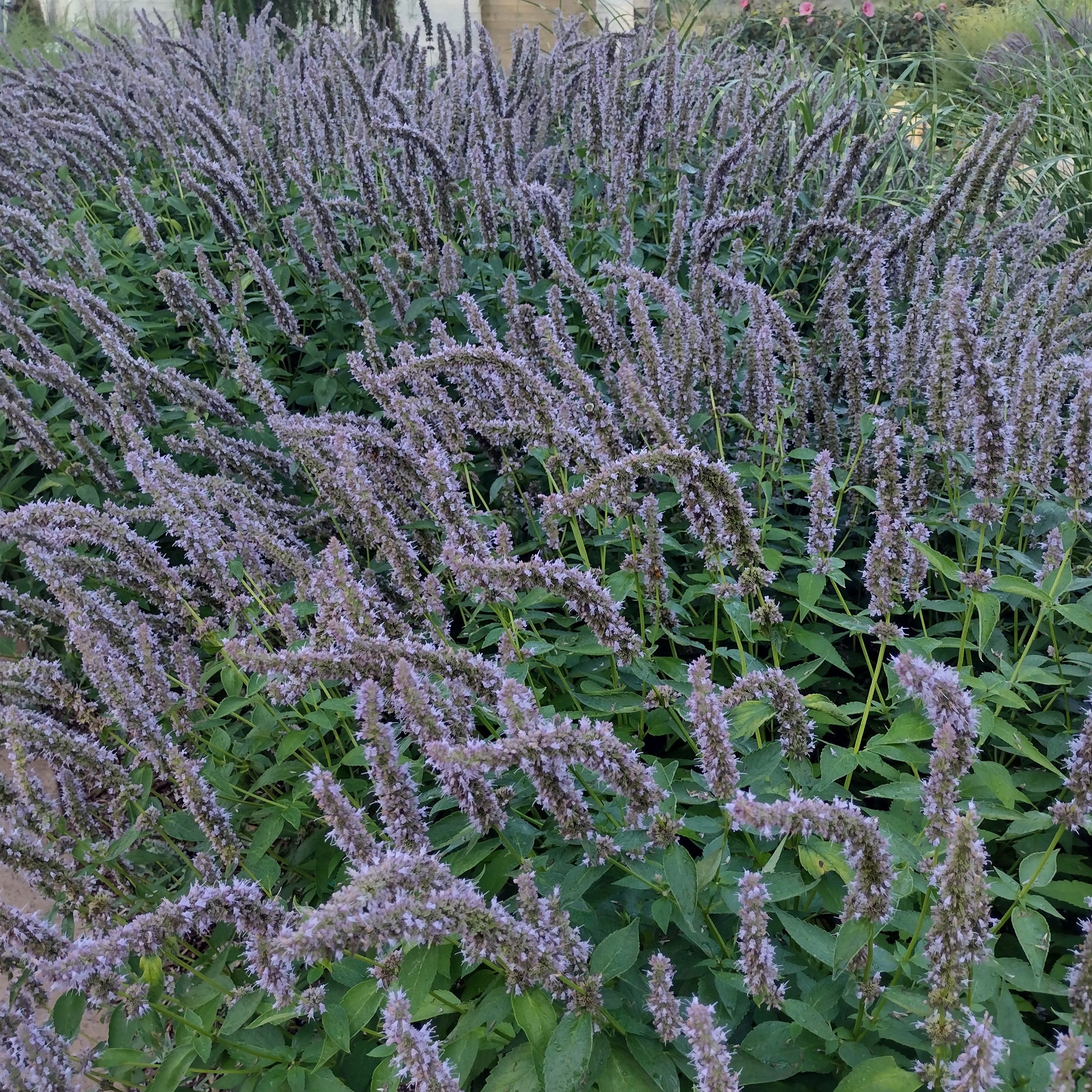 long, purple blooms