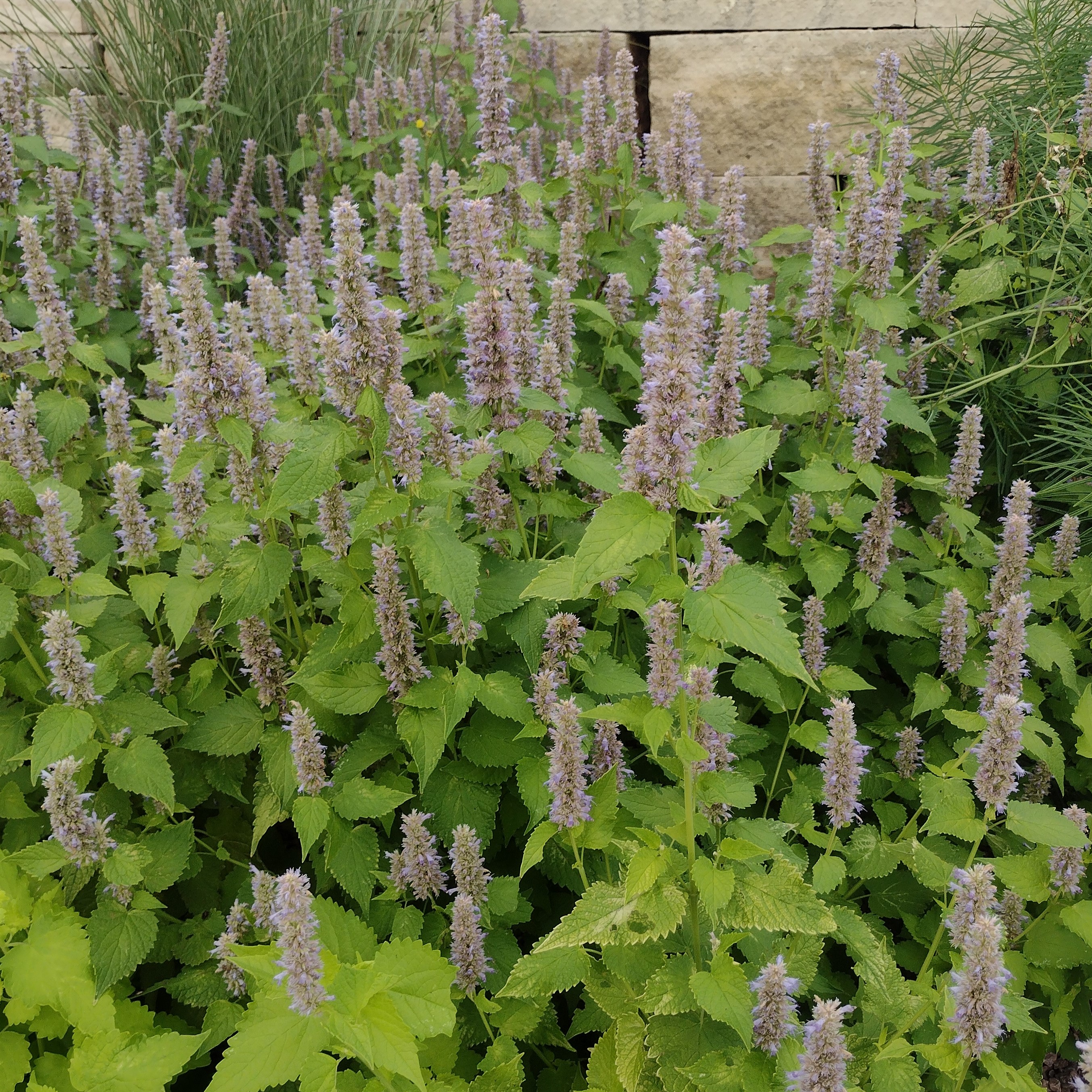 light purple spike blooms