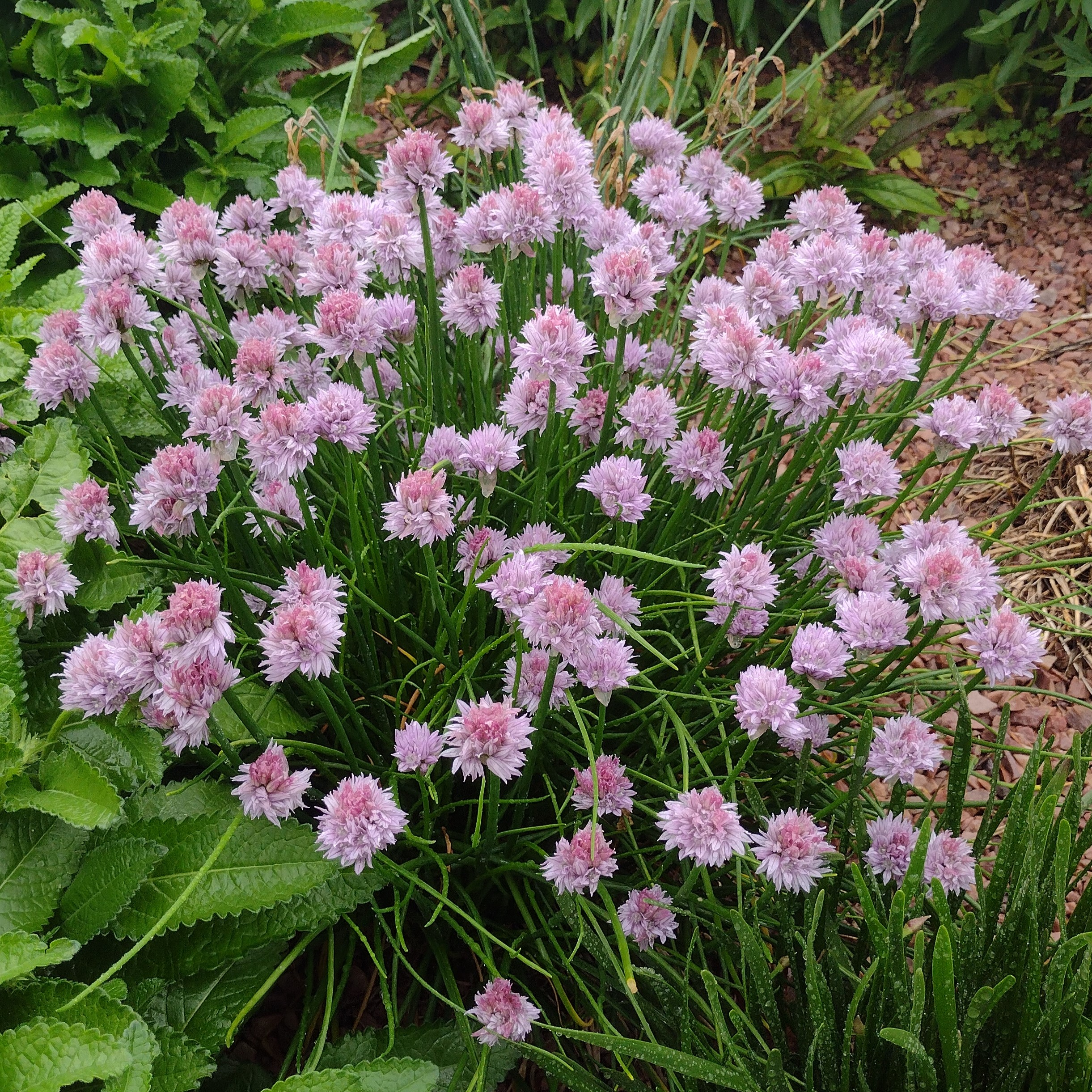 small, pink allium blooms