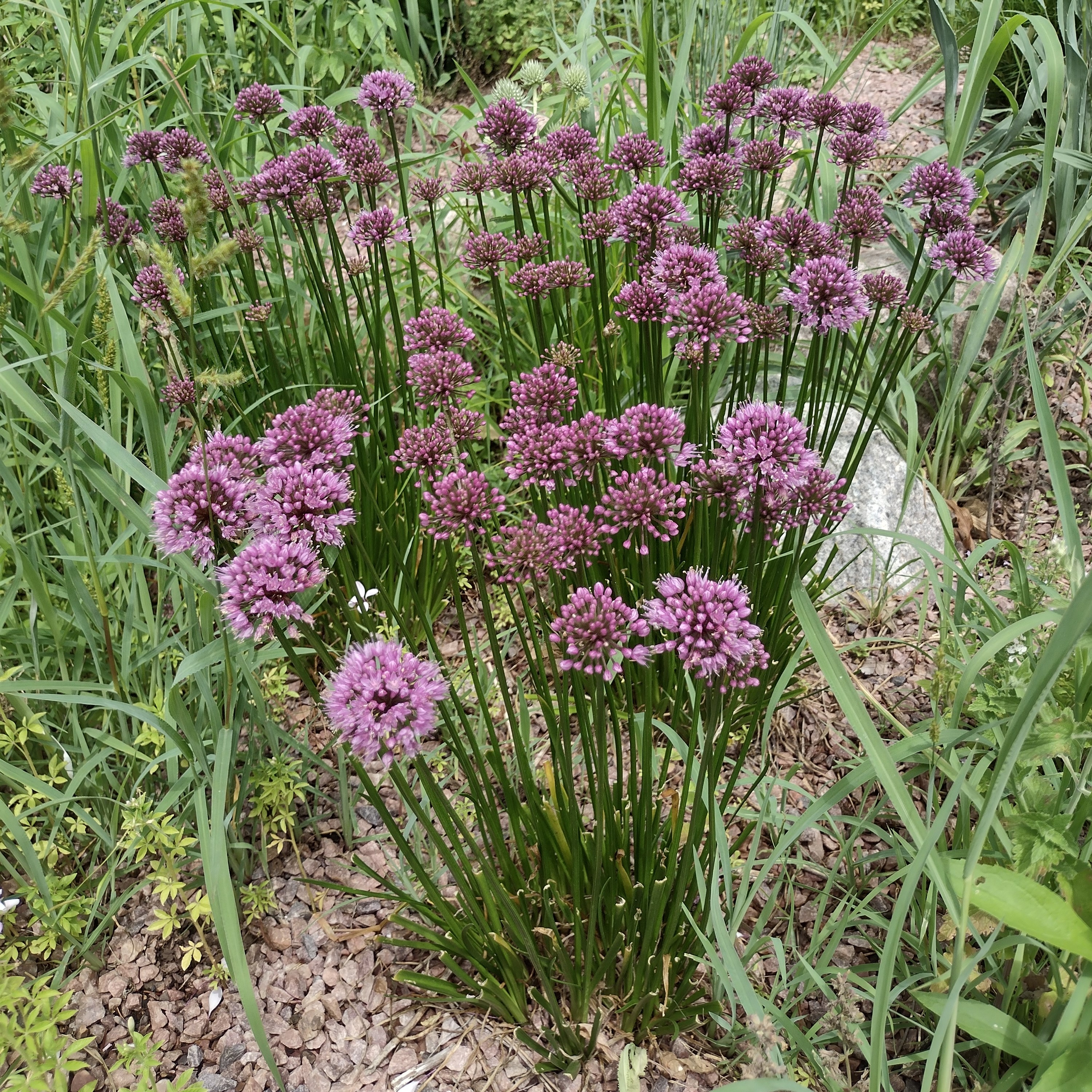 deep pink allium blooms