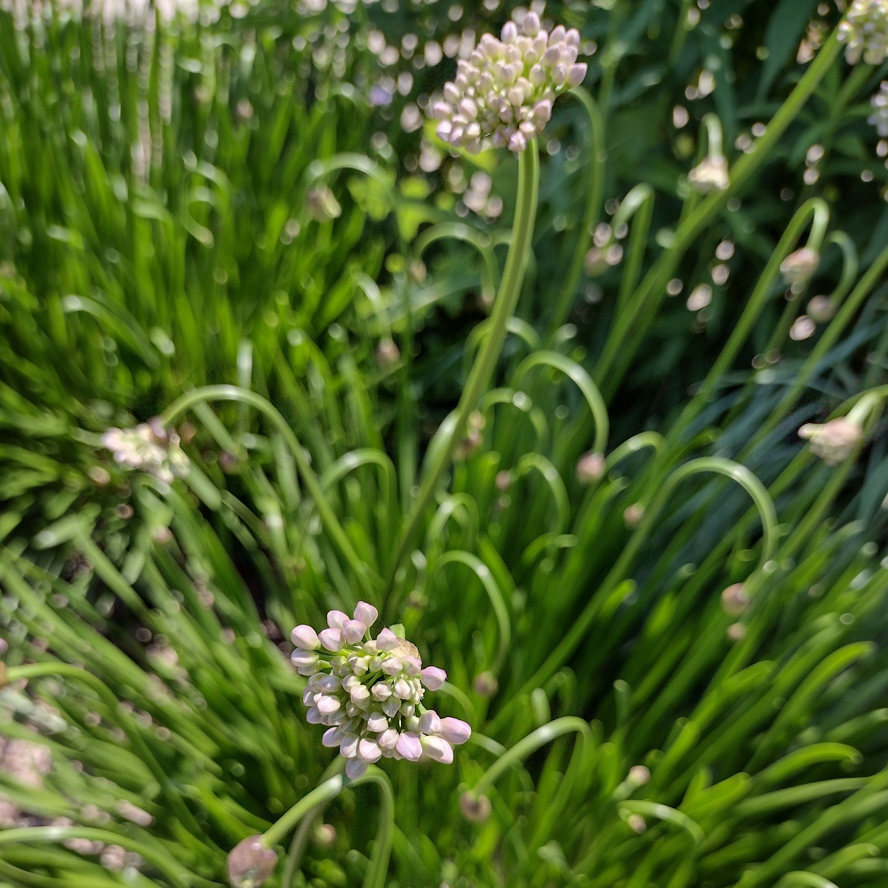 an allium bloom