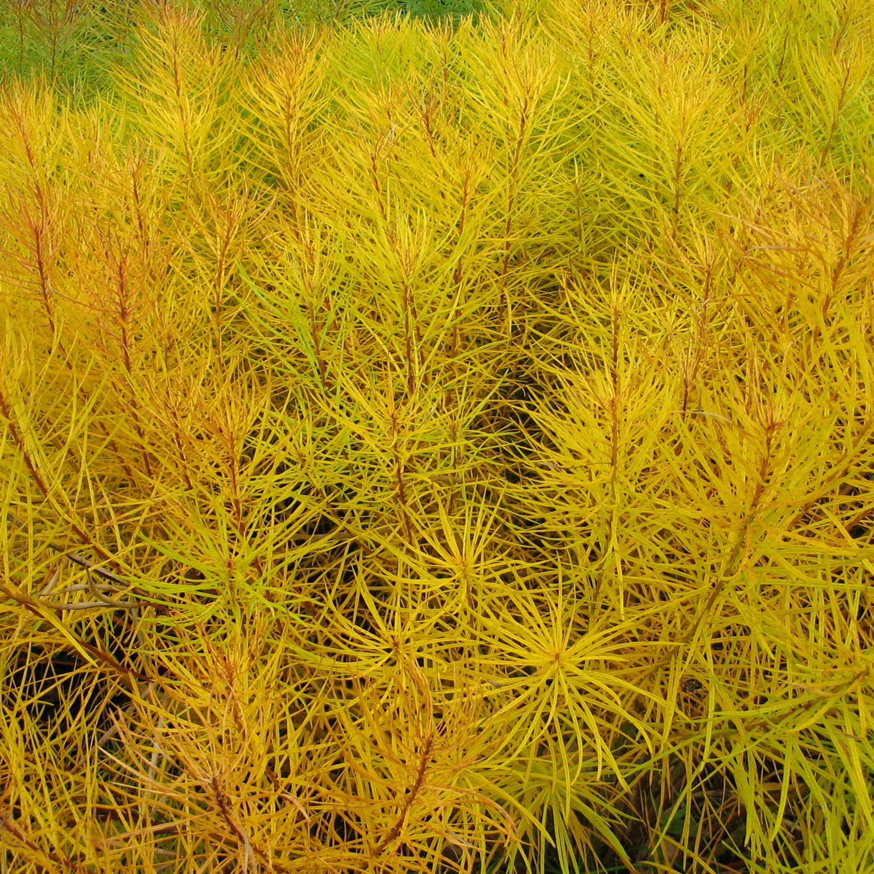 bright yellow foliage