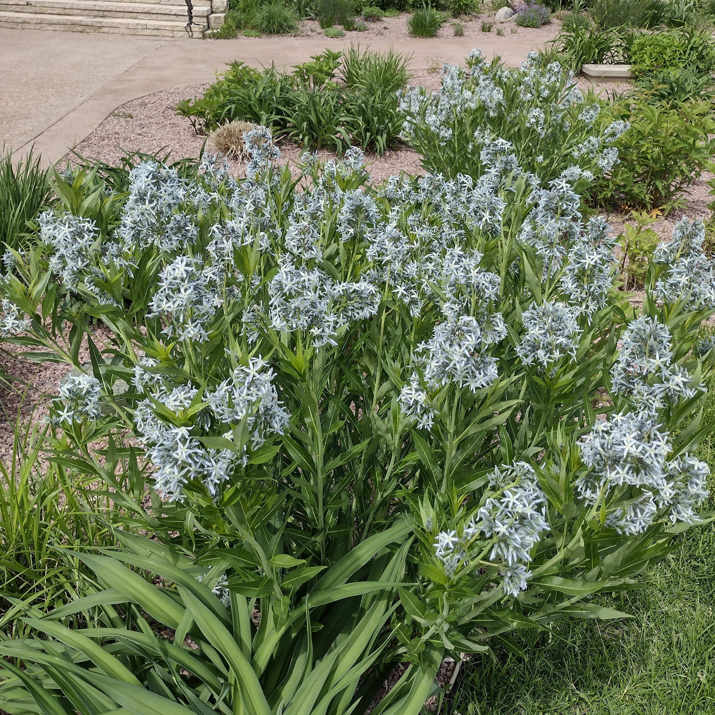 large perennial with light blue/white blooms