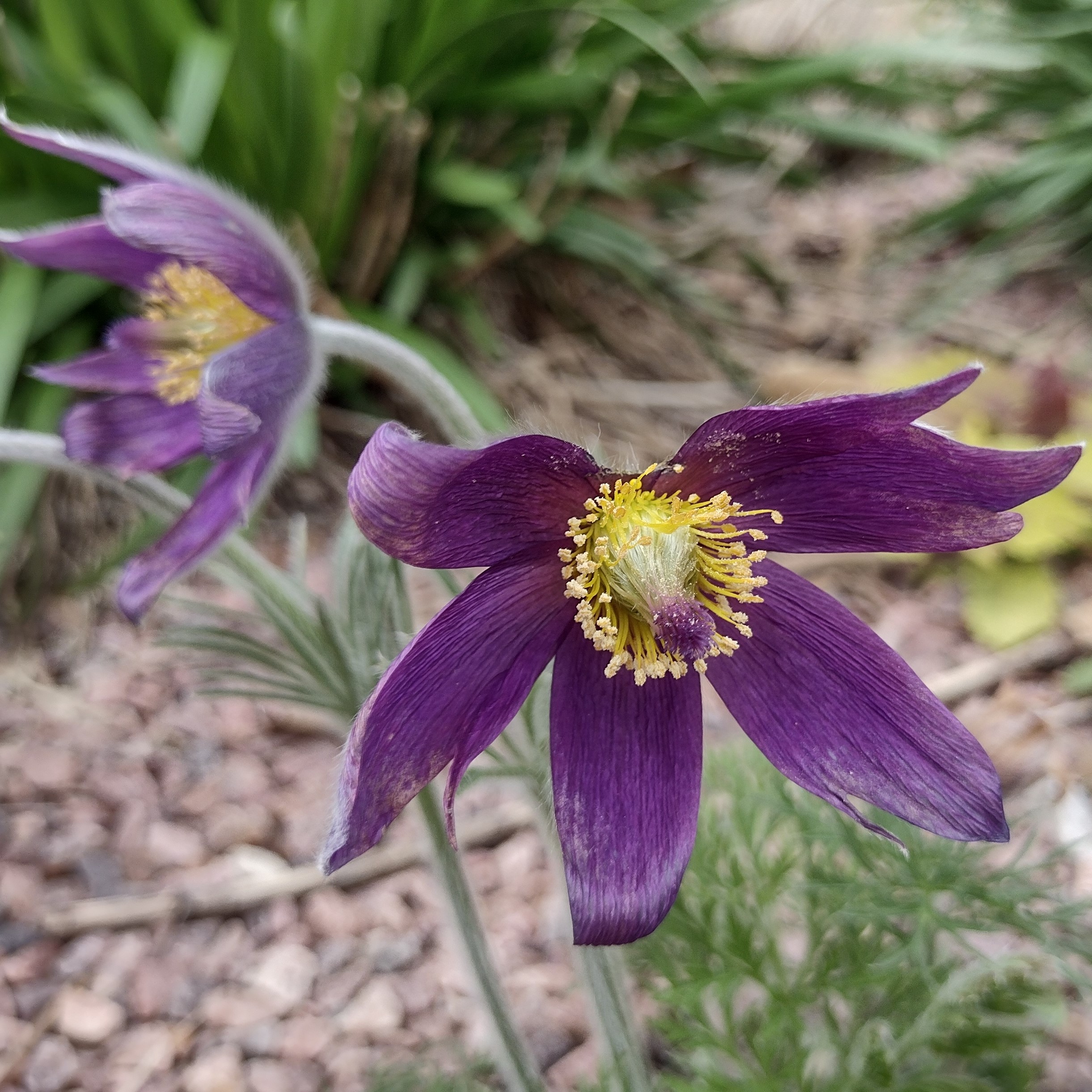 intricate purple blooms