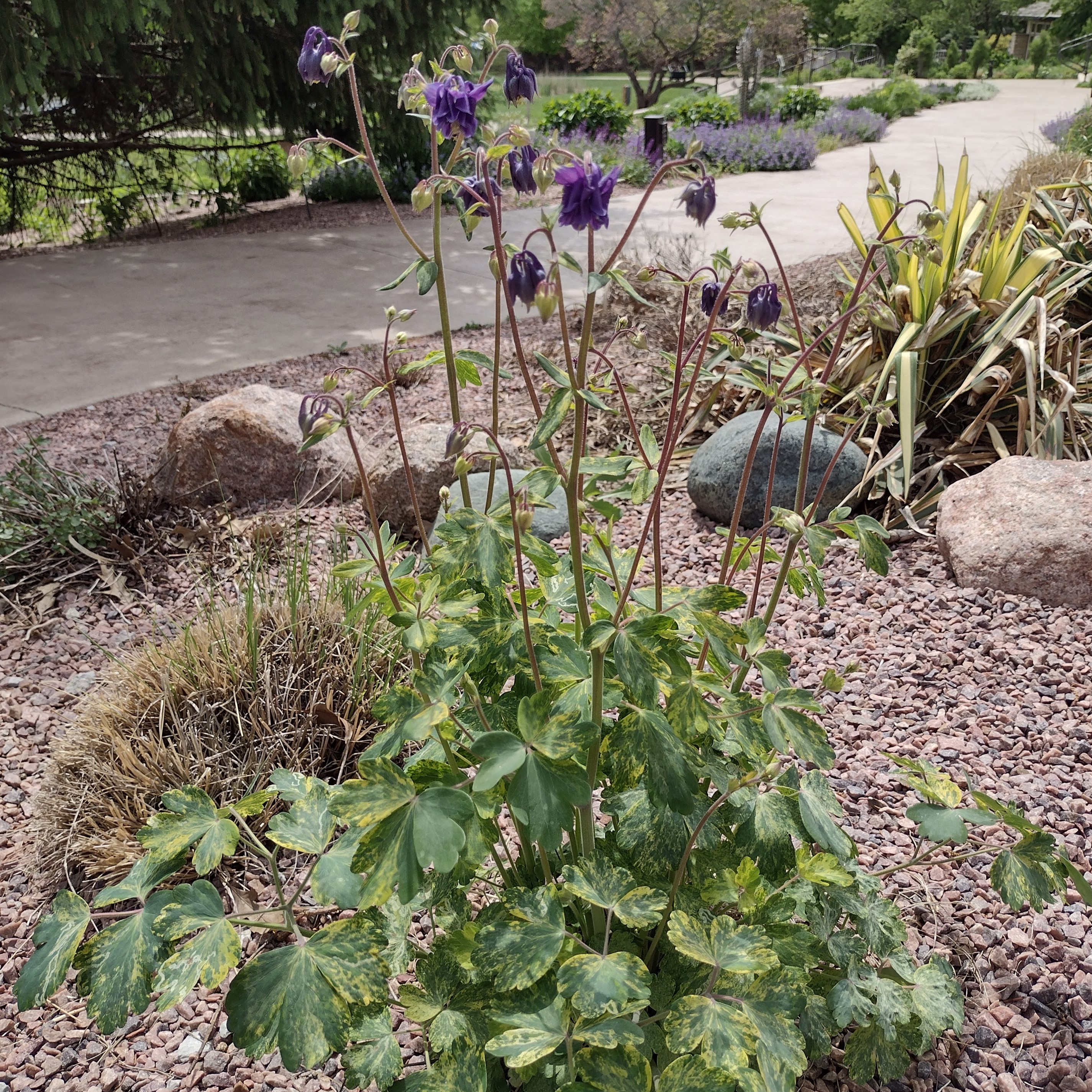 ornate yellow and green leaves with tall purple blooms